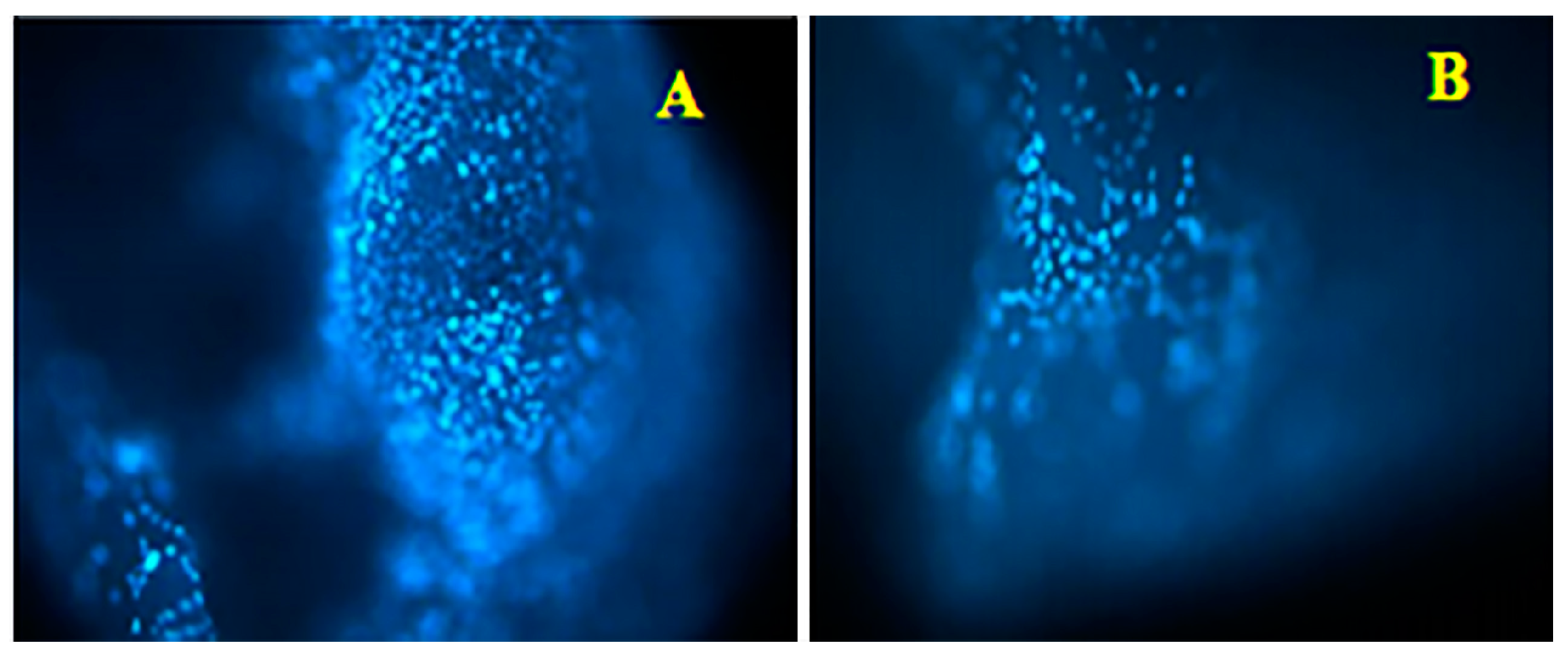 Ijms 21 00139 g004 Ijms 21 00139 g004