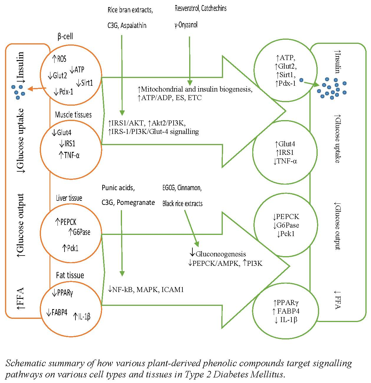IJMS Free FullText Dietary Polyphenols and Gene Expression in