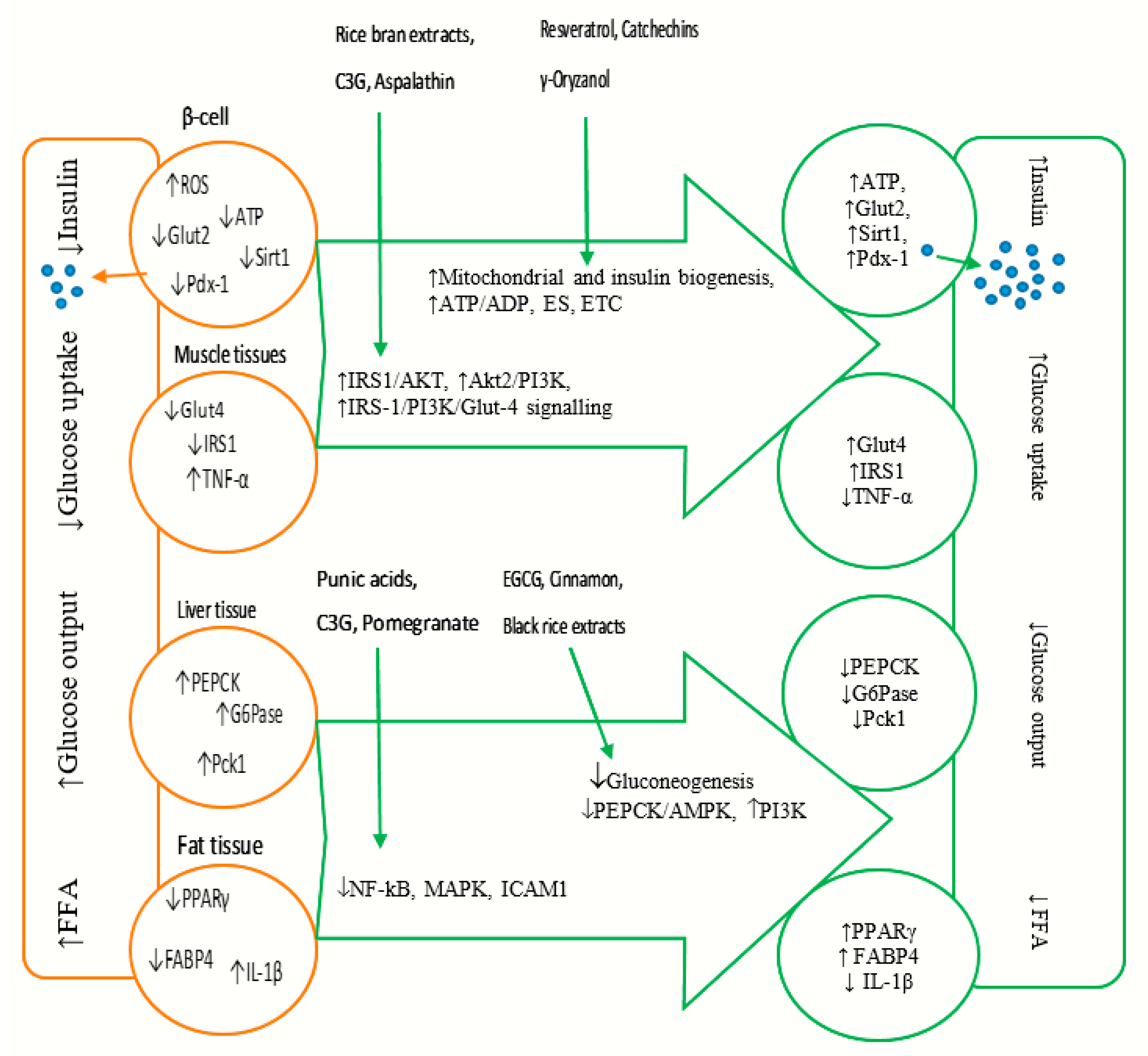 IJMS | Free Full-Text | Dietary Polyphenols And Gene Expression In.