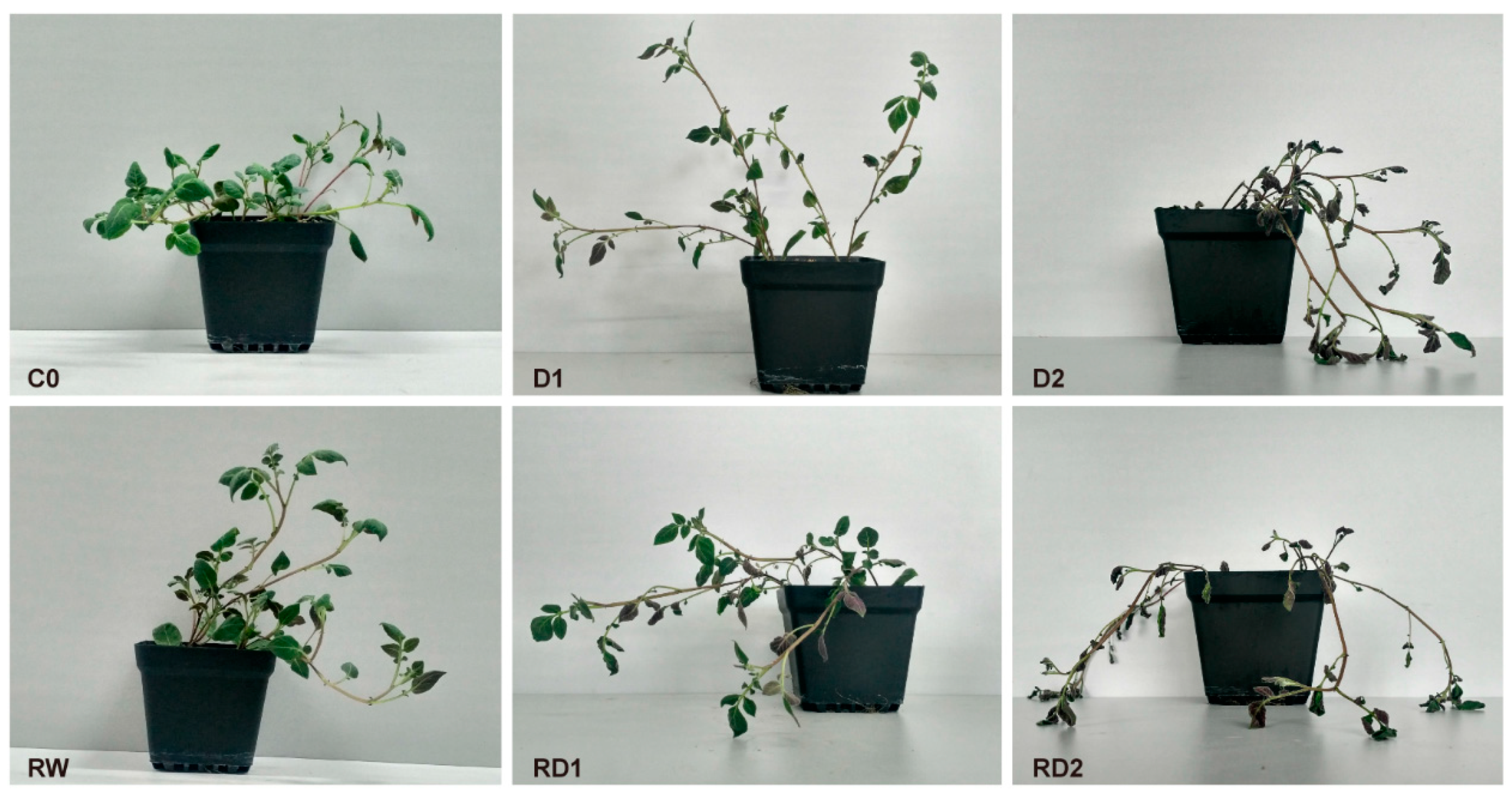 Ijms 21 00159 g009 Ijms 21 00159 g009