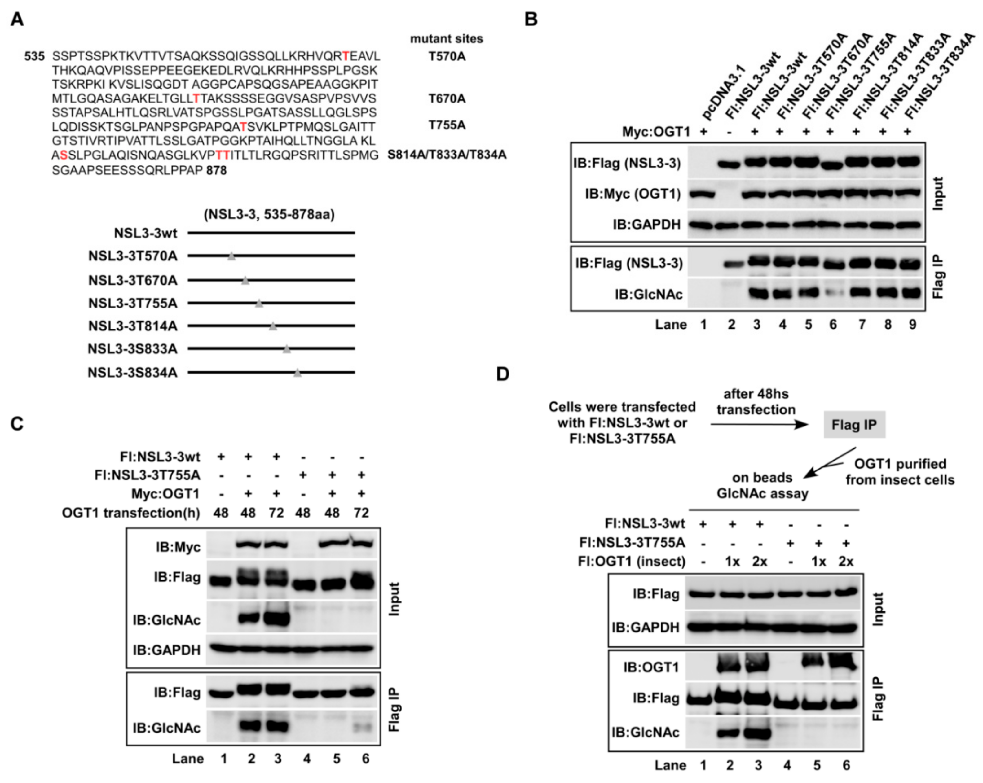 Ijms 21 00173 g004 Ijms 21 00173 g004