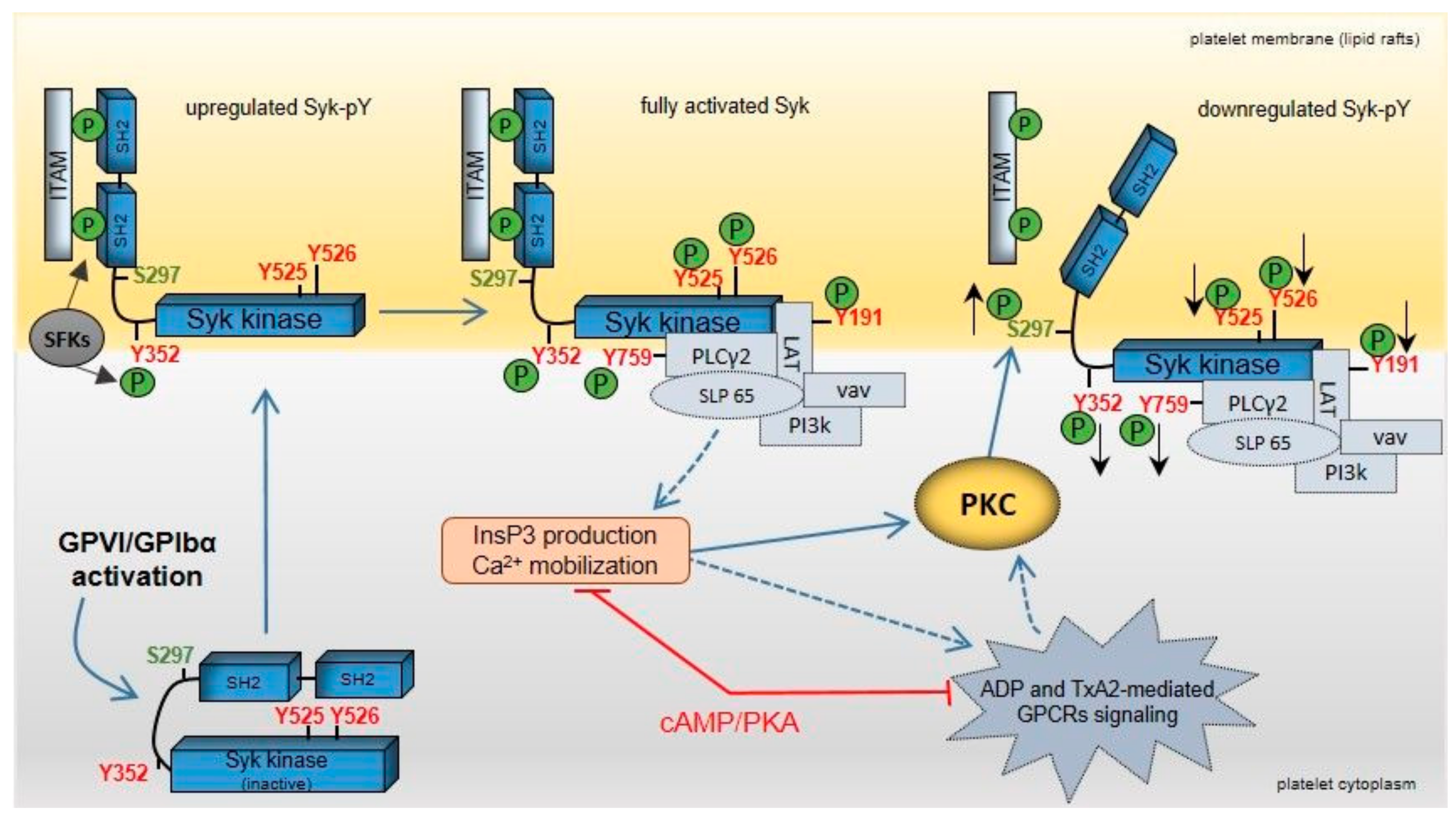 ijms free full-text feedback regulation of syk by