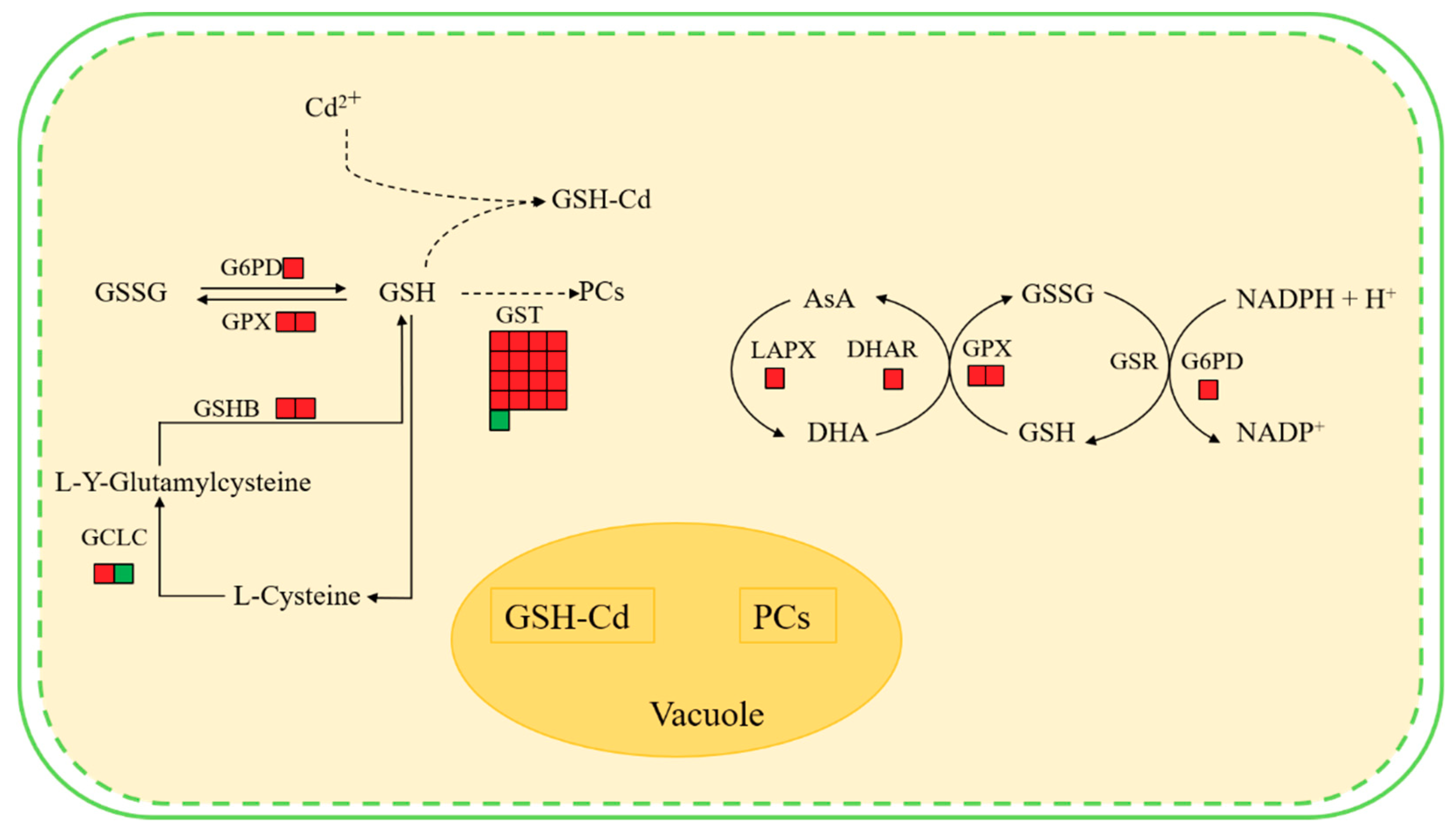 Ijms 21 00180 g007 Ijms 21 00180 g007