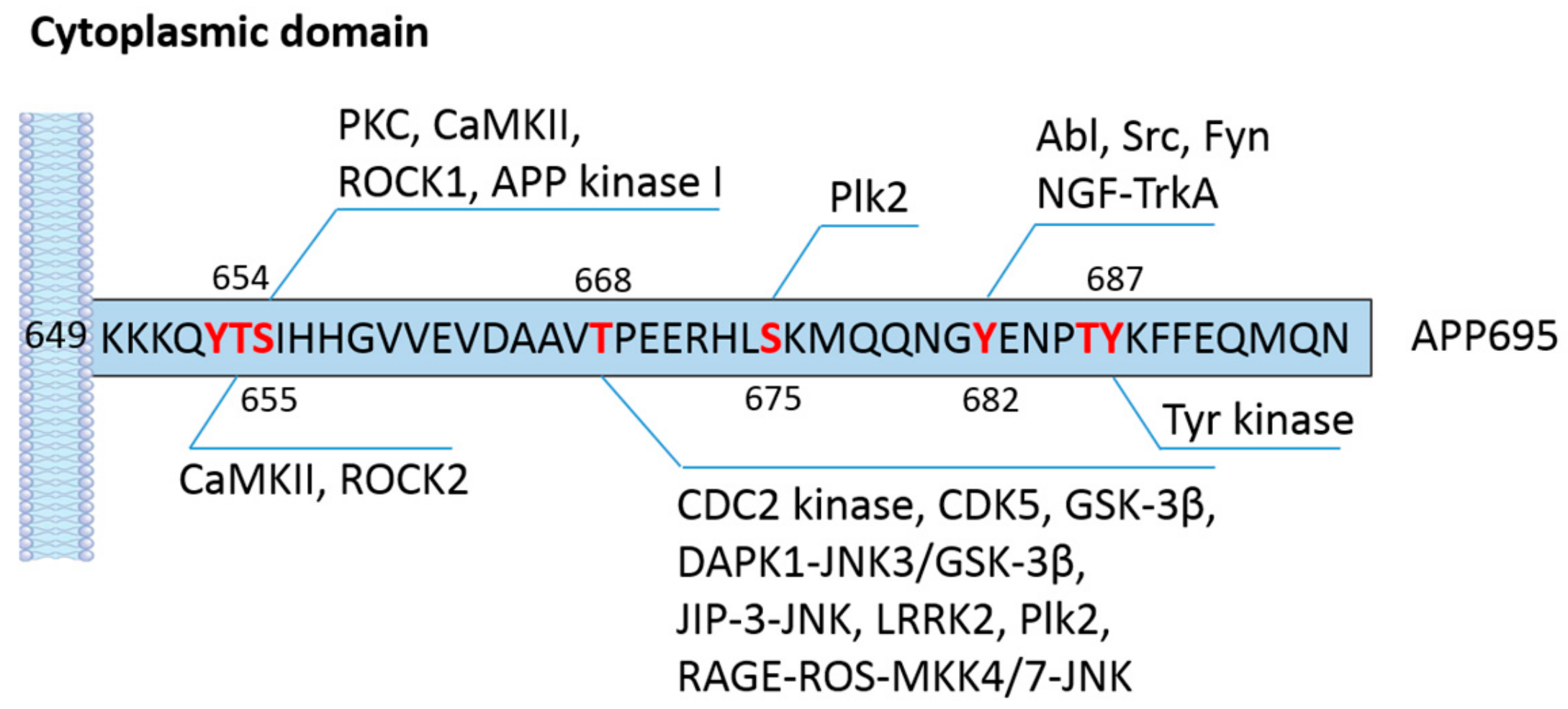 Phosphorylation Signaling in APP Processing in Alzheimer's