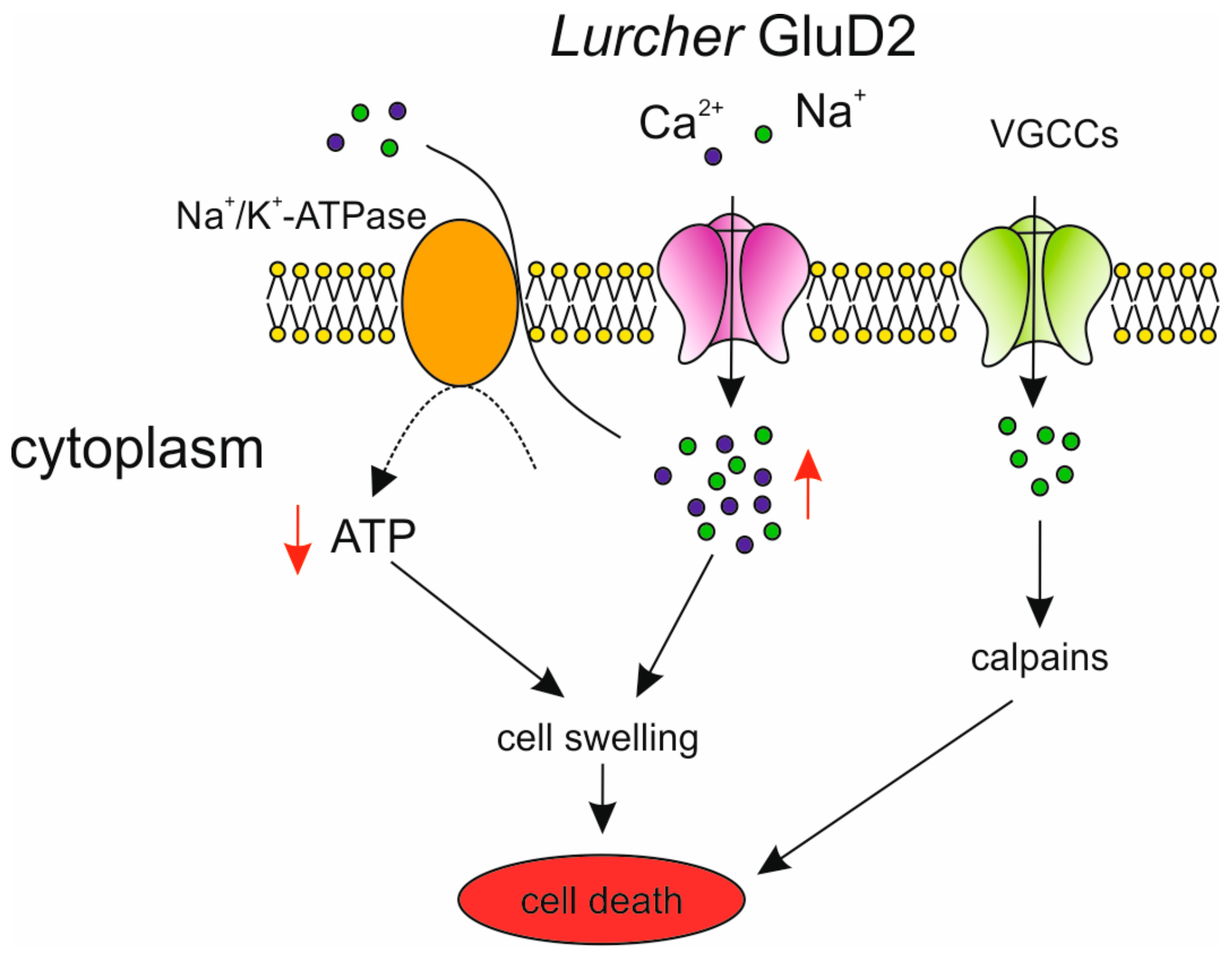 Ijms 21 00216 g001 Ijms 21 00216 g001