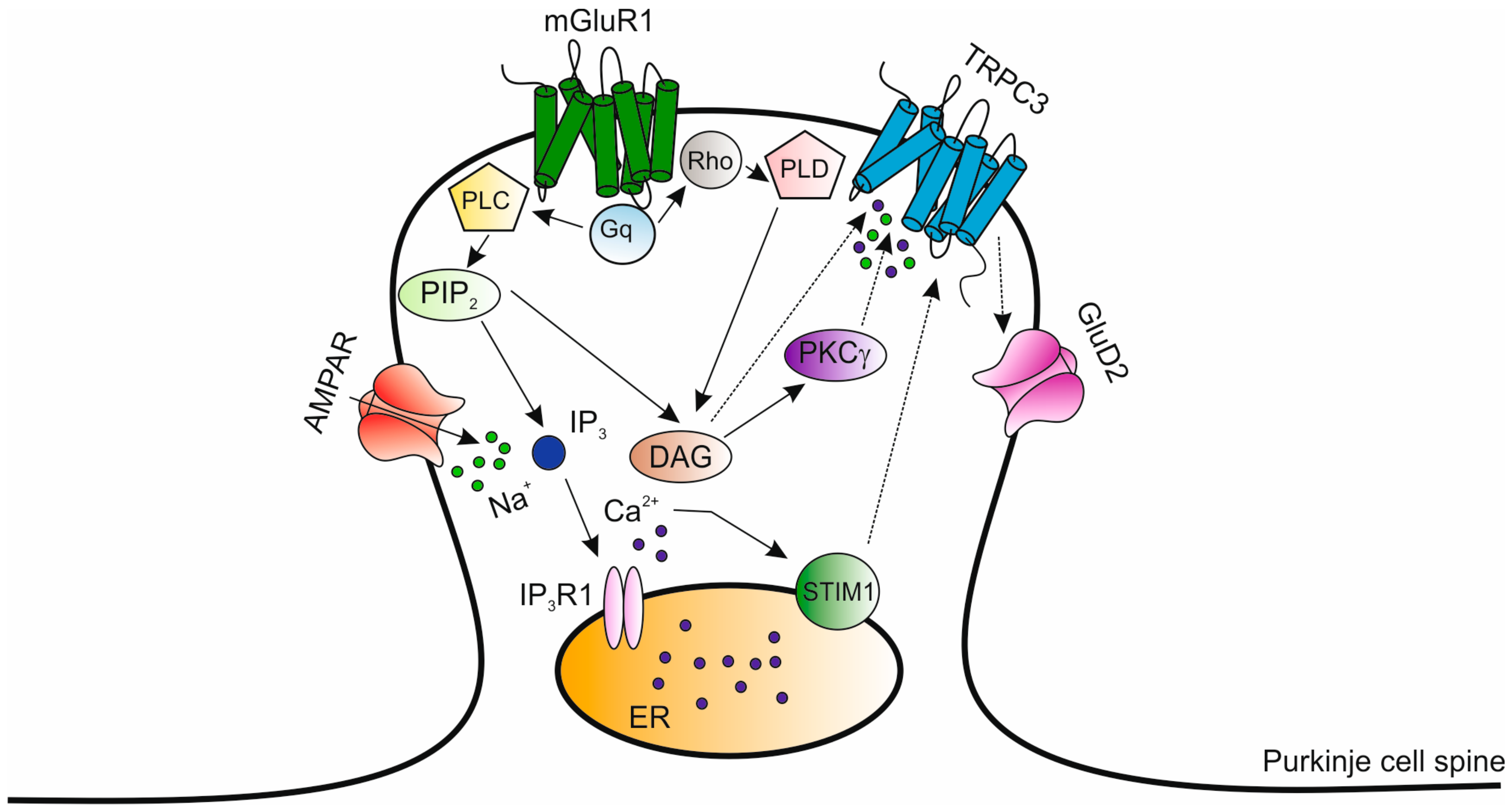 Ijms 21 00216 g002 Ijms 21 00216 g002