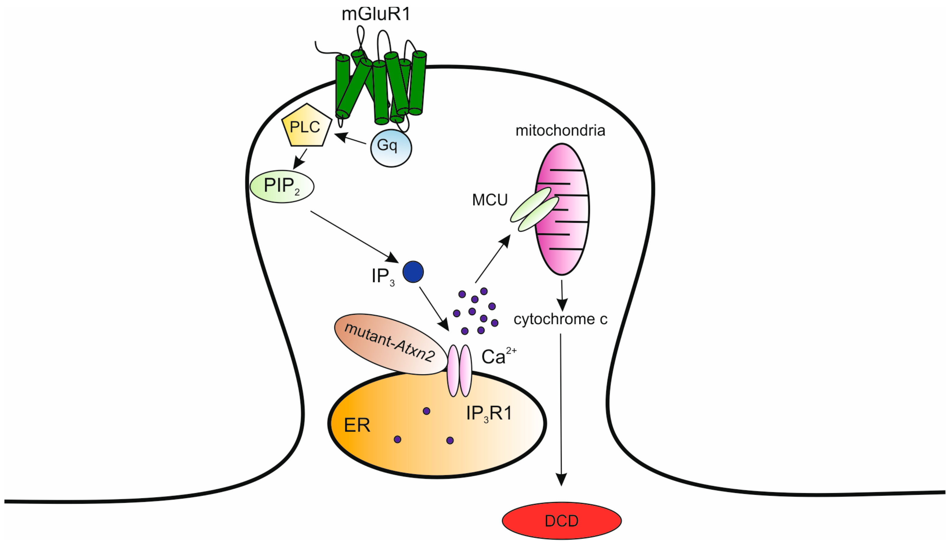 Ijms 21 00216 g003 Ijms 21 00216 g003