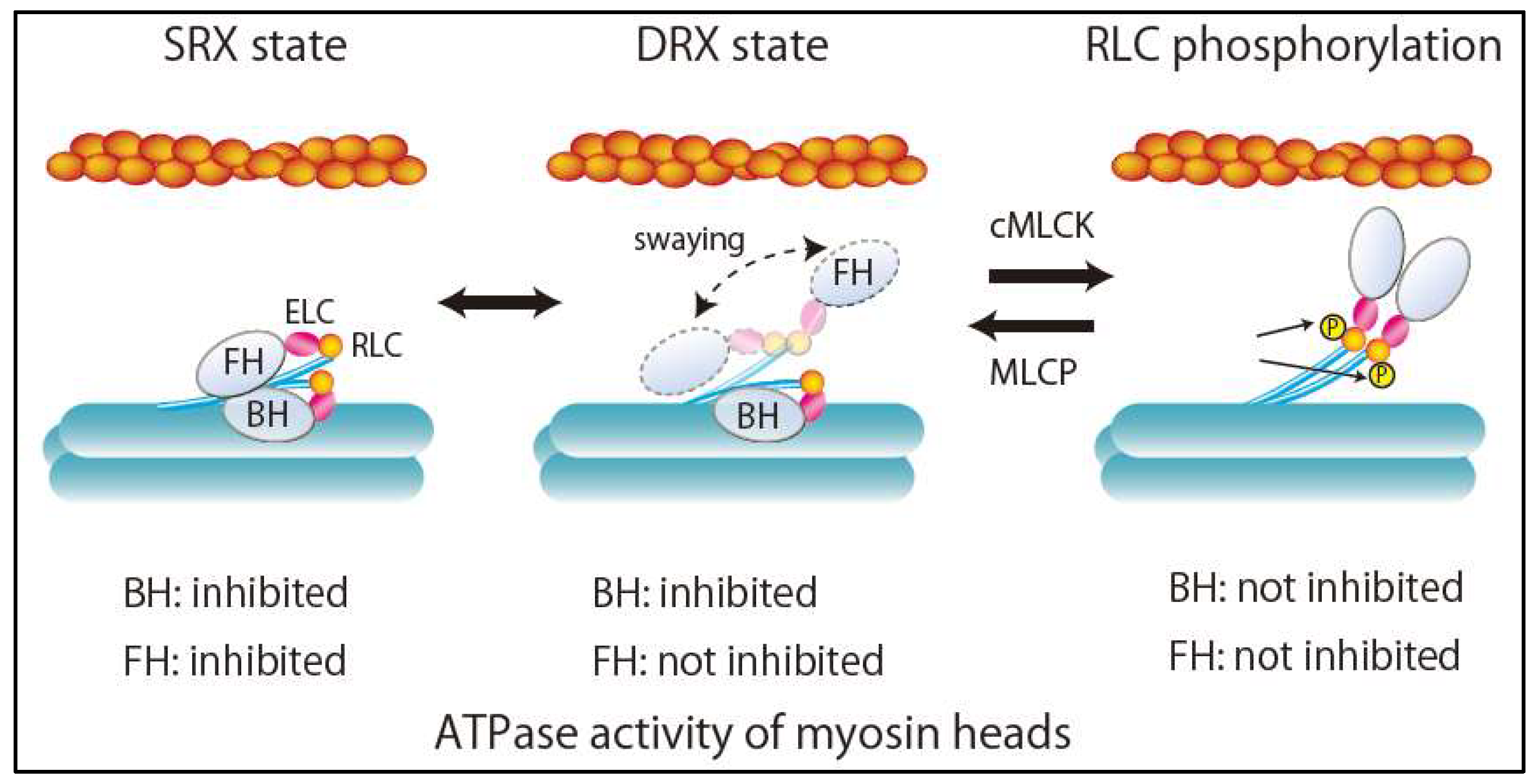 Ijms 21 00226 g002 Ijms 21 00226 g002