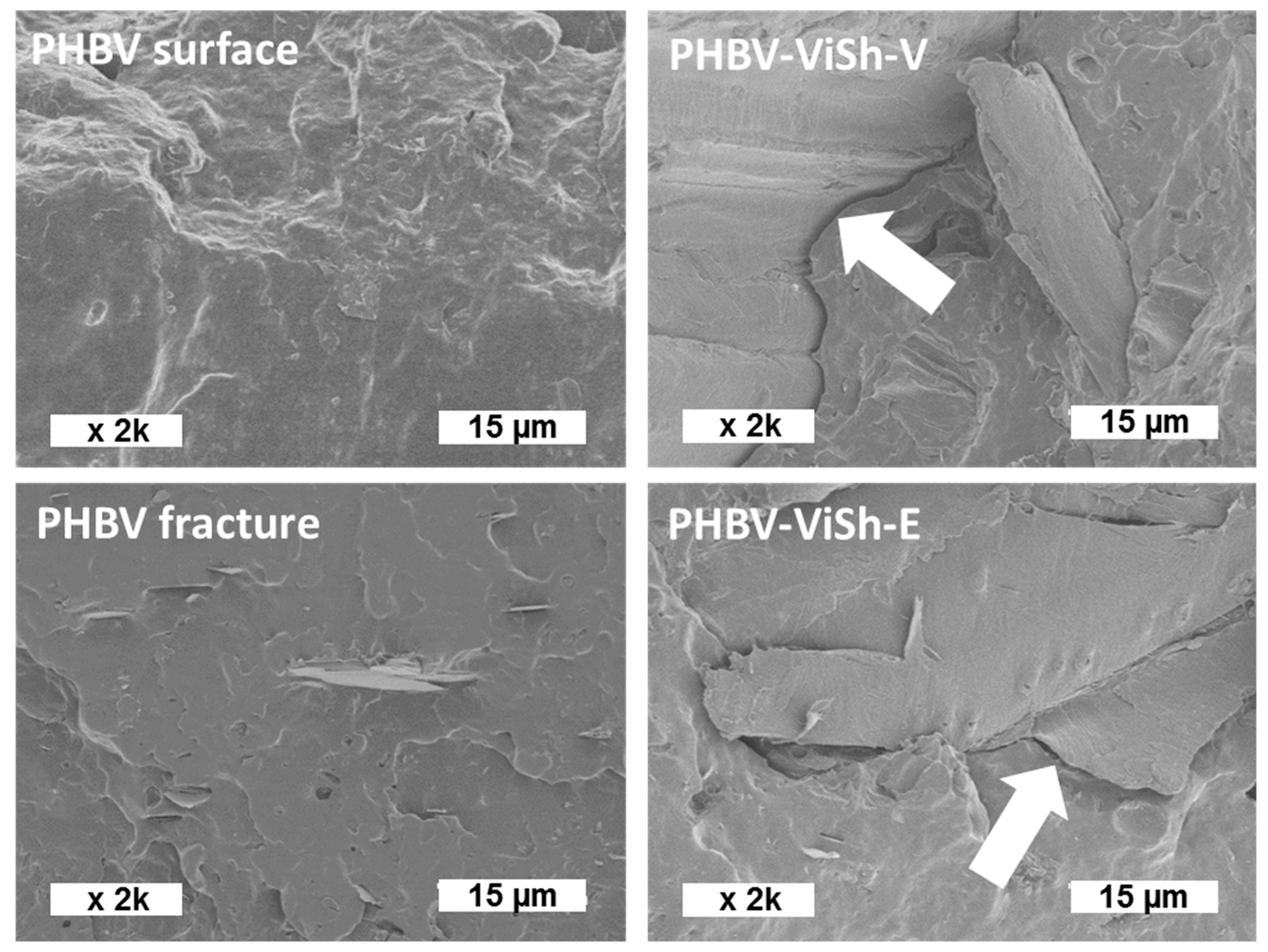 Ijms 21 00228 g004 Ijms 21 00228 g004