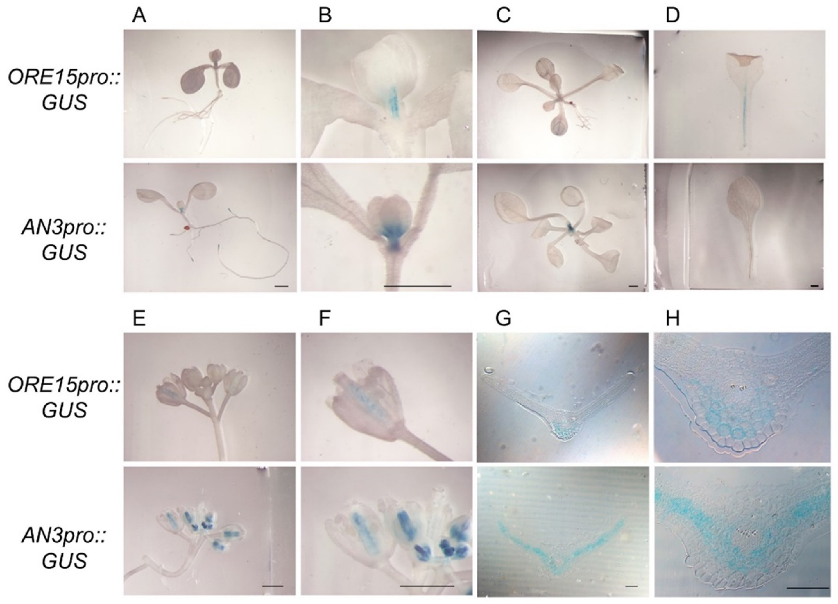 Ijms 21 00241 g001 Ijms 21 00241 g001