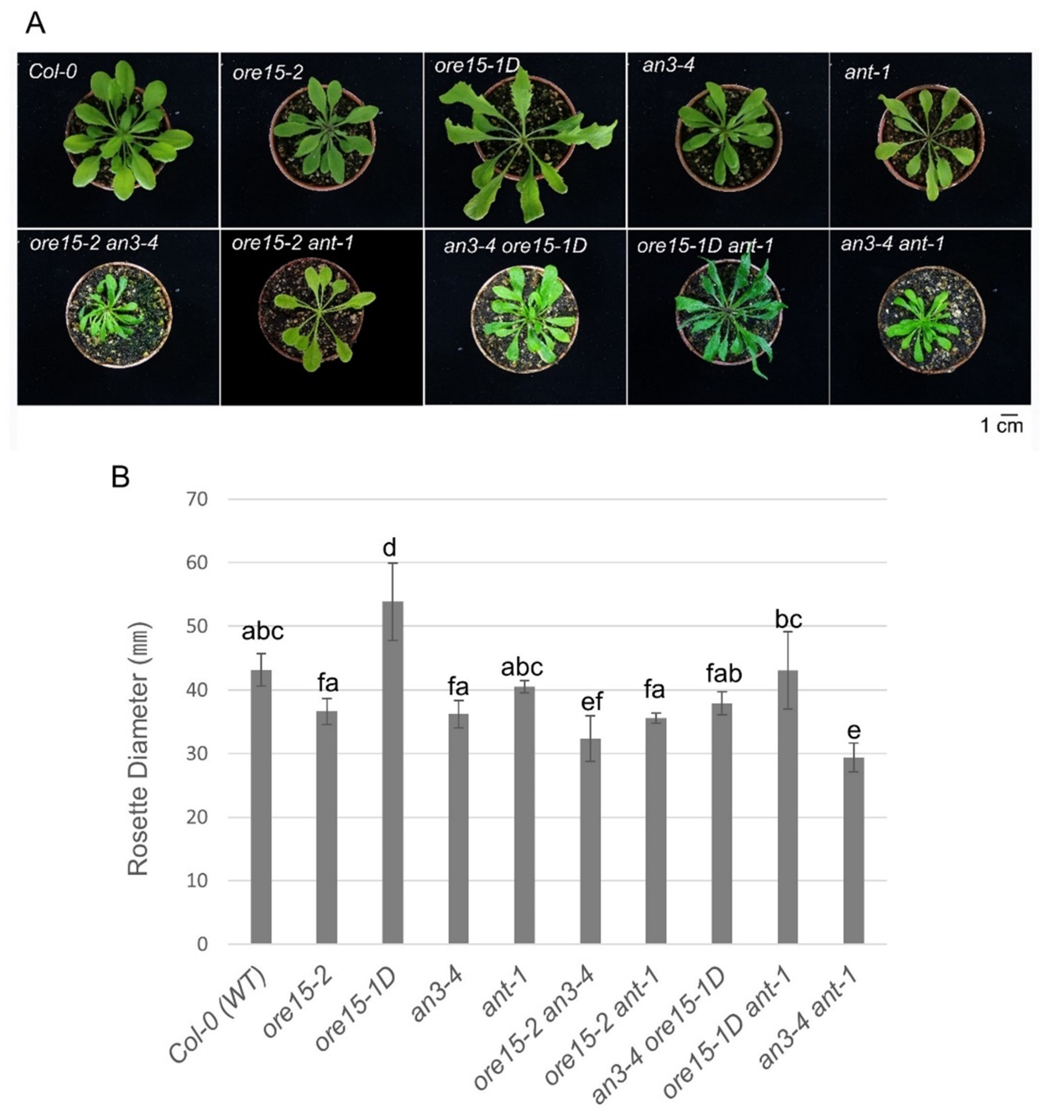 Ijms 21 00241 g002 Ijms 21 00241 g002