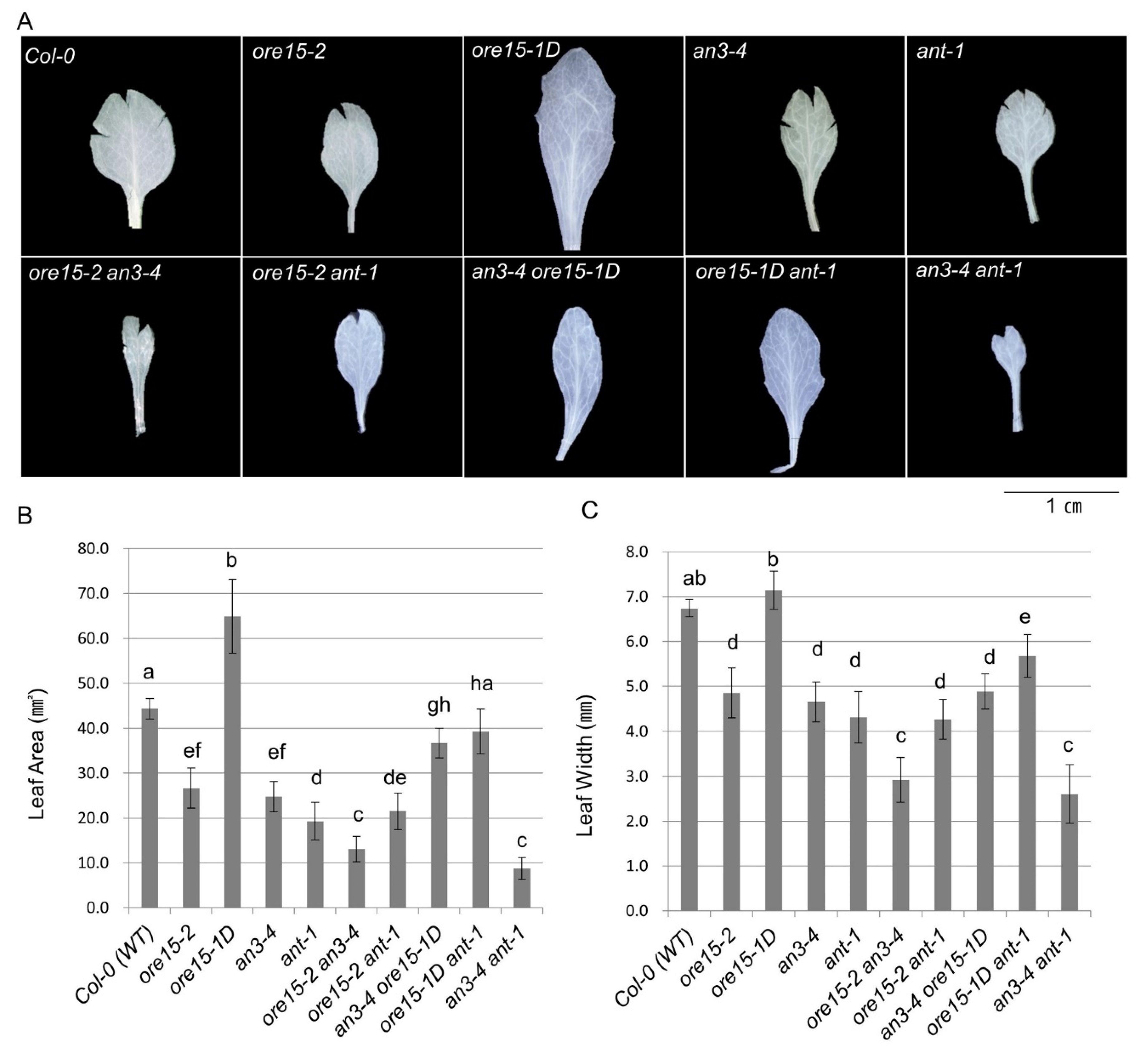 Ijms 21 00241 g003 Ijms 21 00241 g003