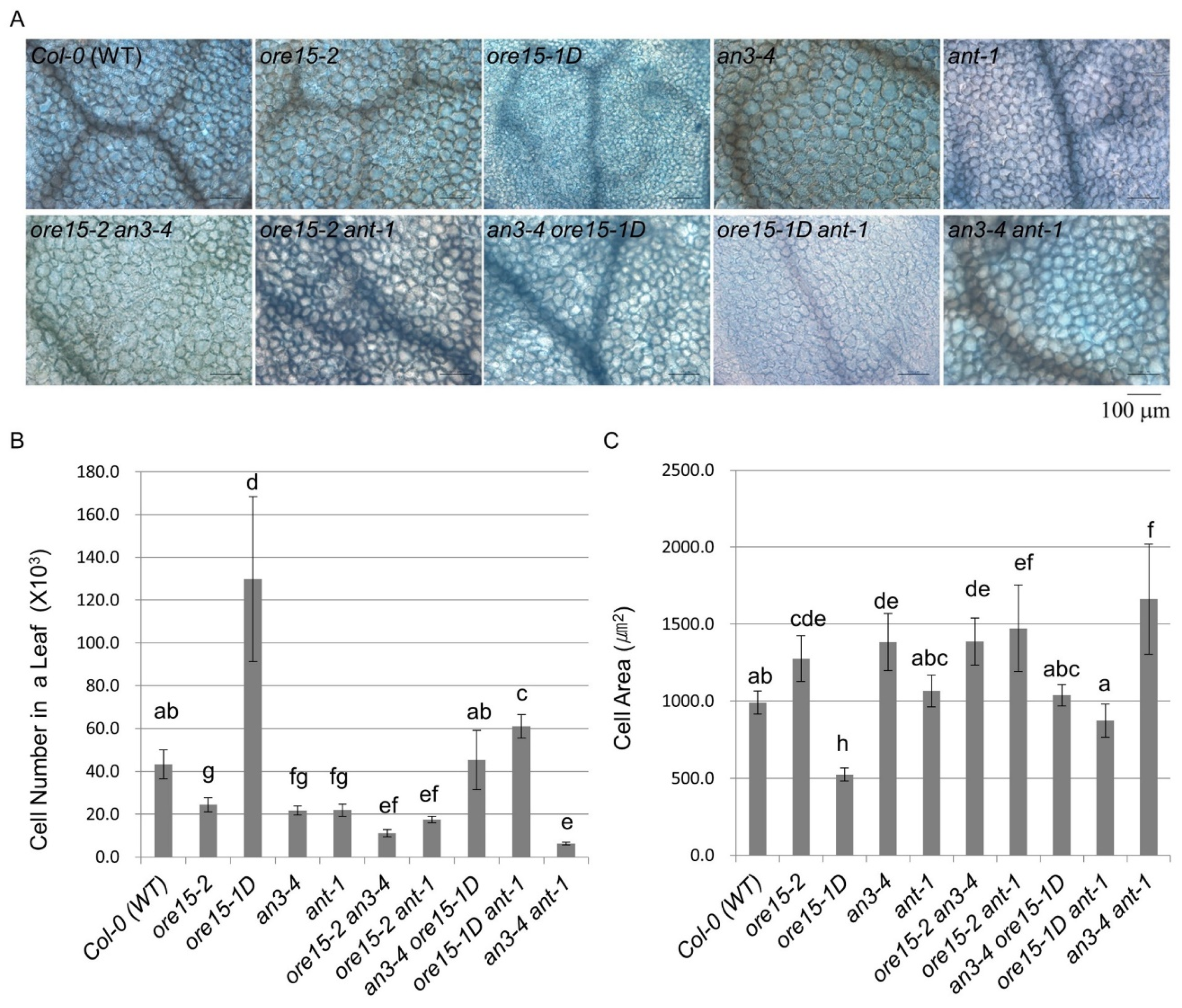 Ijms 21 00241 g004 Ijms 21 00241 g004