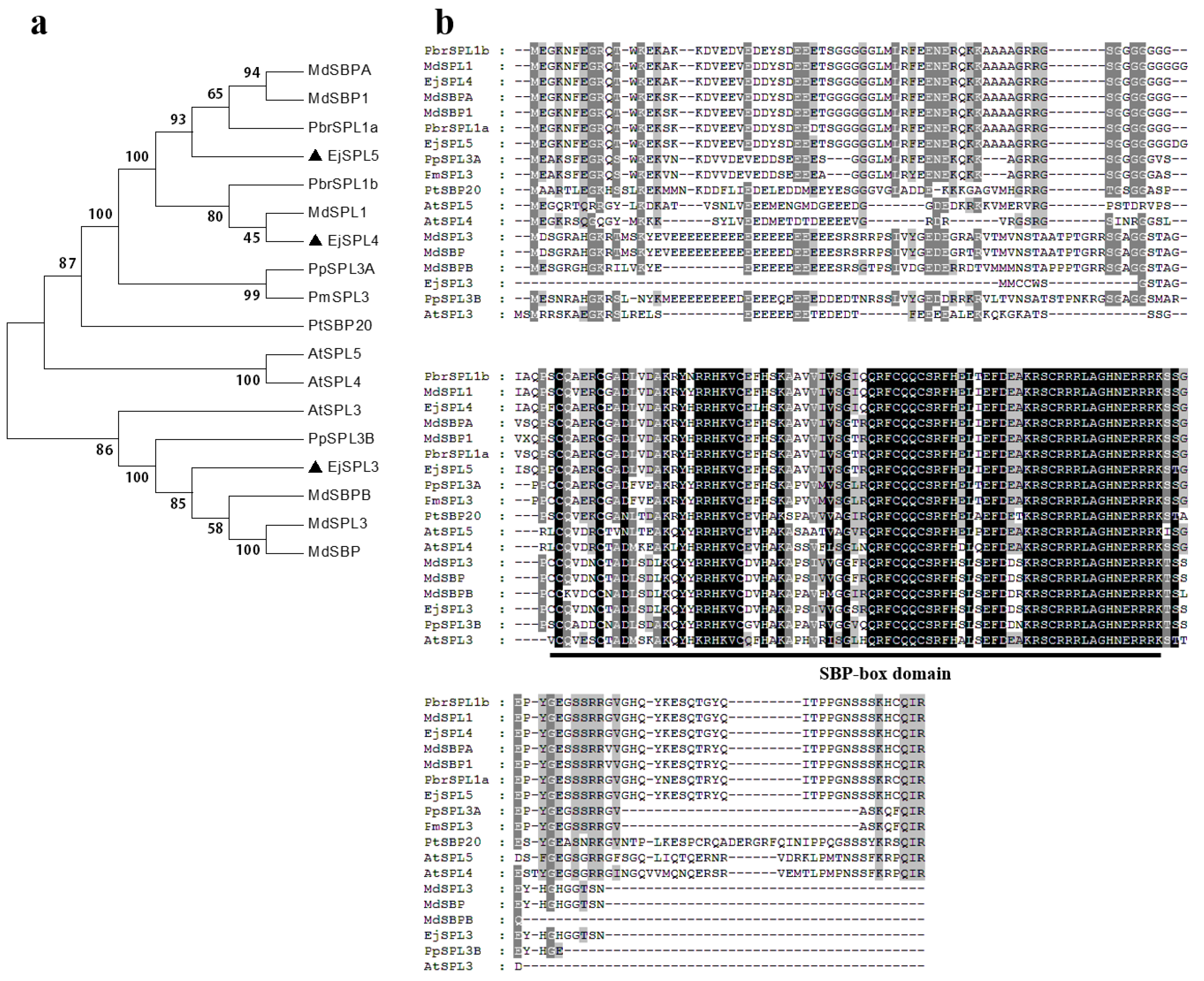 Ijms 21 00248 g001 Ijms 21 00248 g001