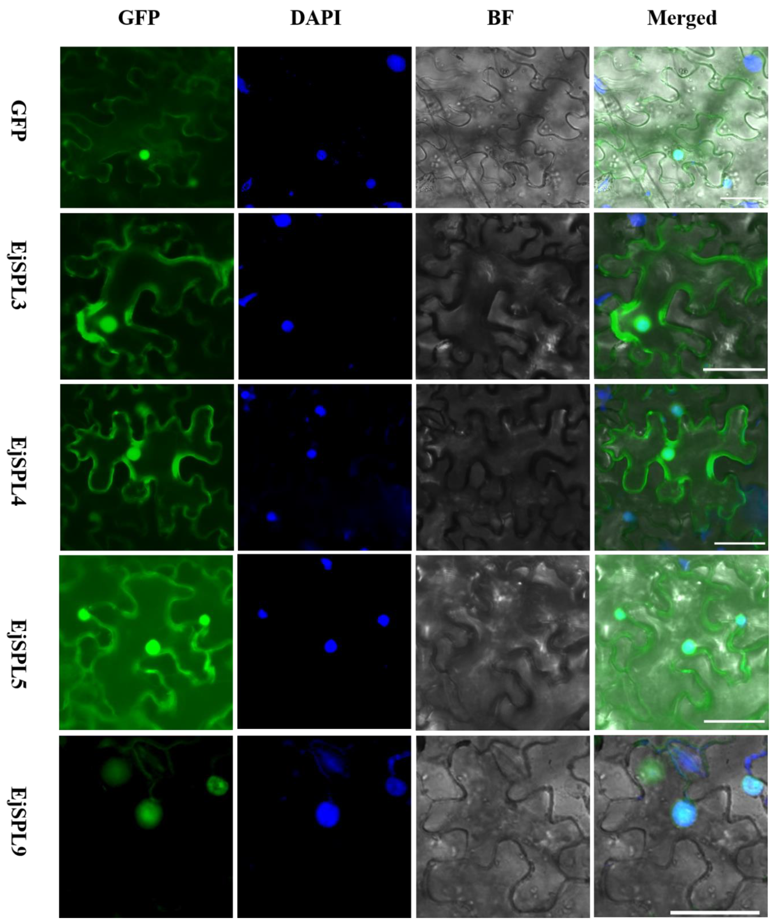 Ijms 21 00248 g006 Ijms 21 00248 g006