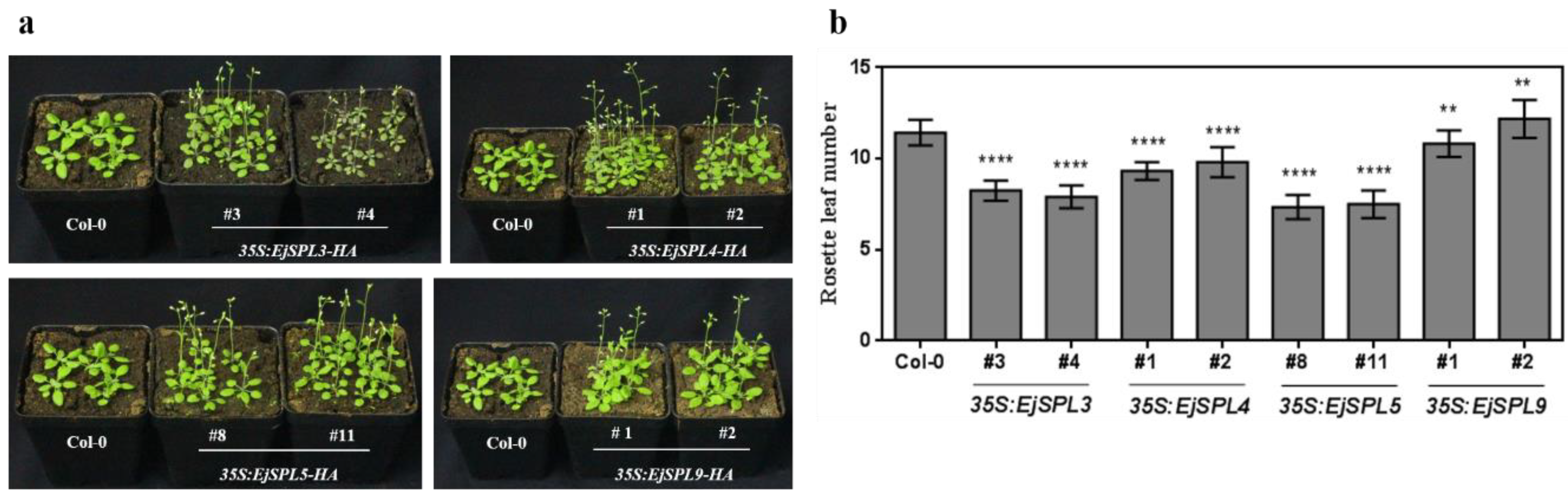 Ijms 21 00248 g008 Ijms 21 00248 g008