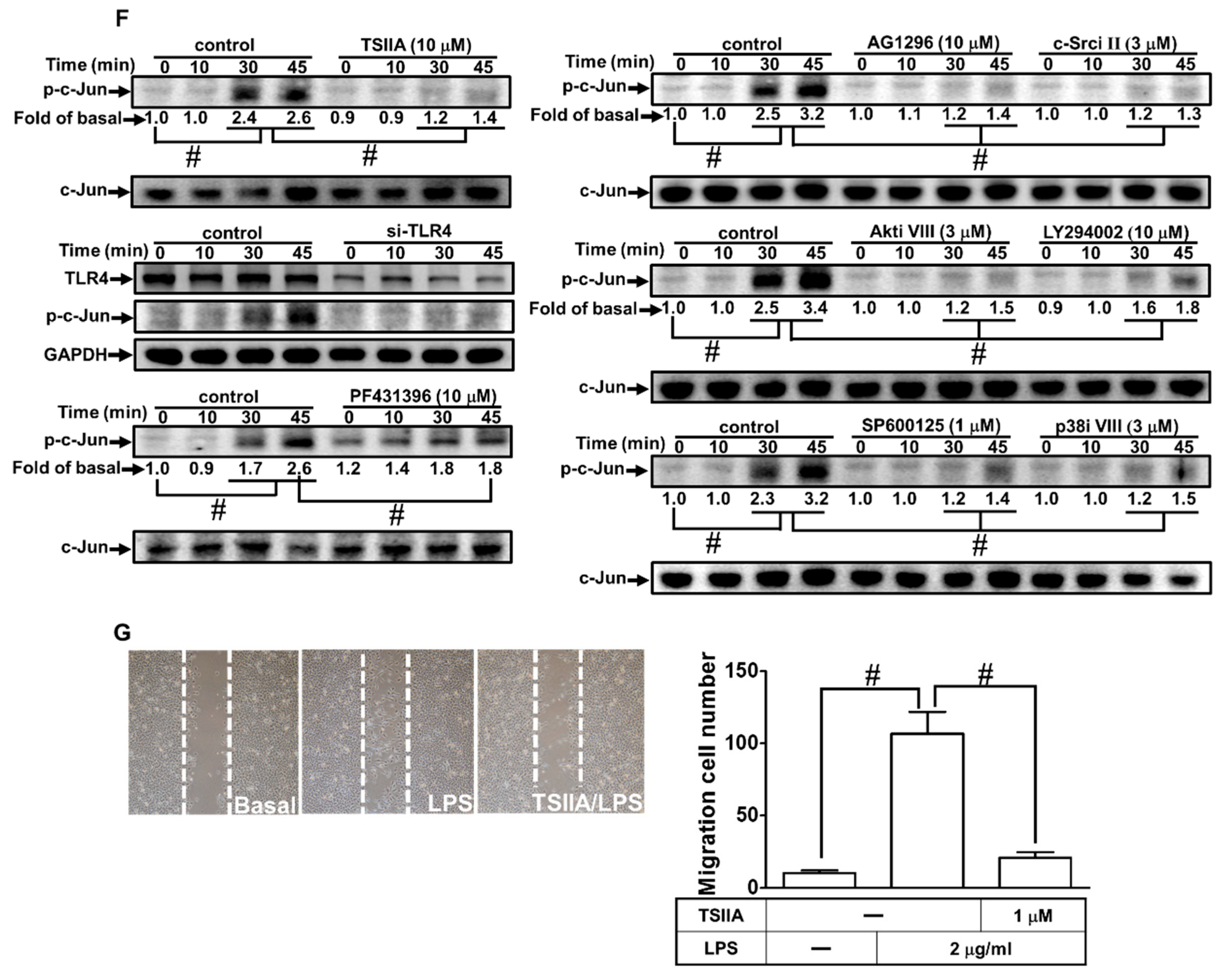 Ijms 21 00259 g009b Ijms 21 00259 g009b
