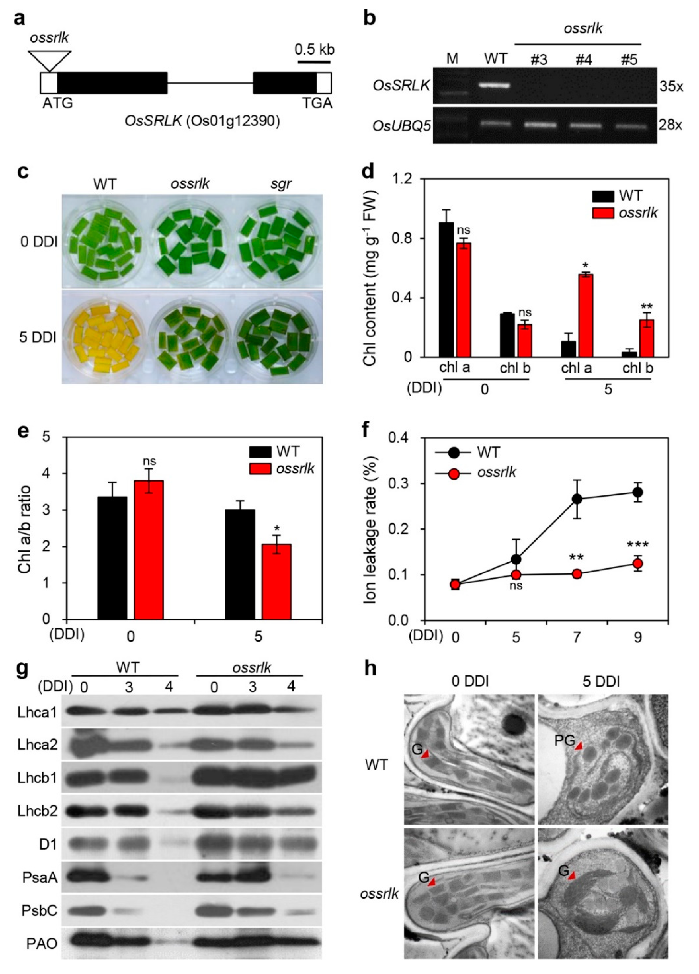 Ijms 21 00260 g002 Ijms 21 00260 g002