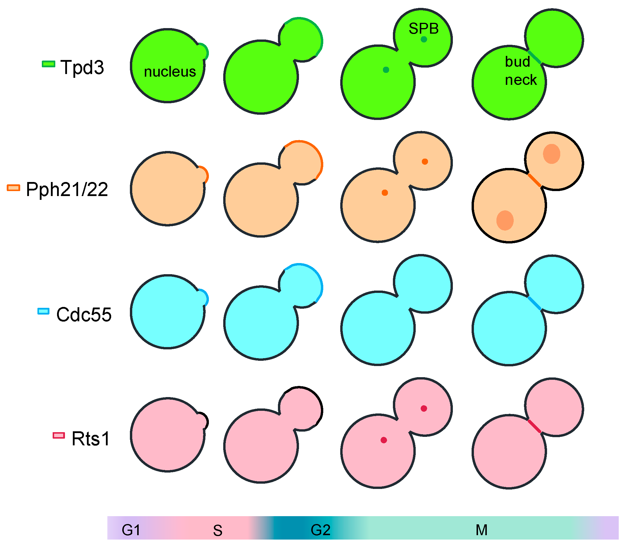 Ijms 21 00264 g001 Ijms 21 00264 g001