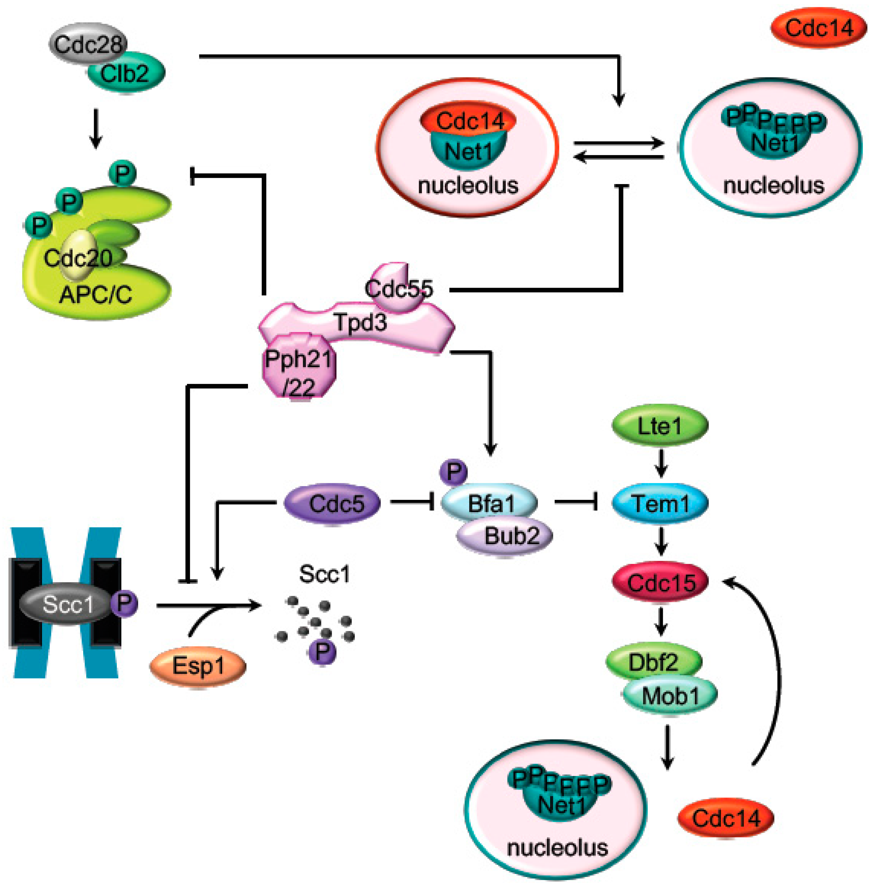 Ijms 21 00264 g002 Ijms 21 00264 g002