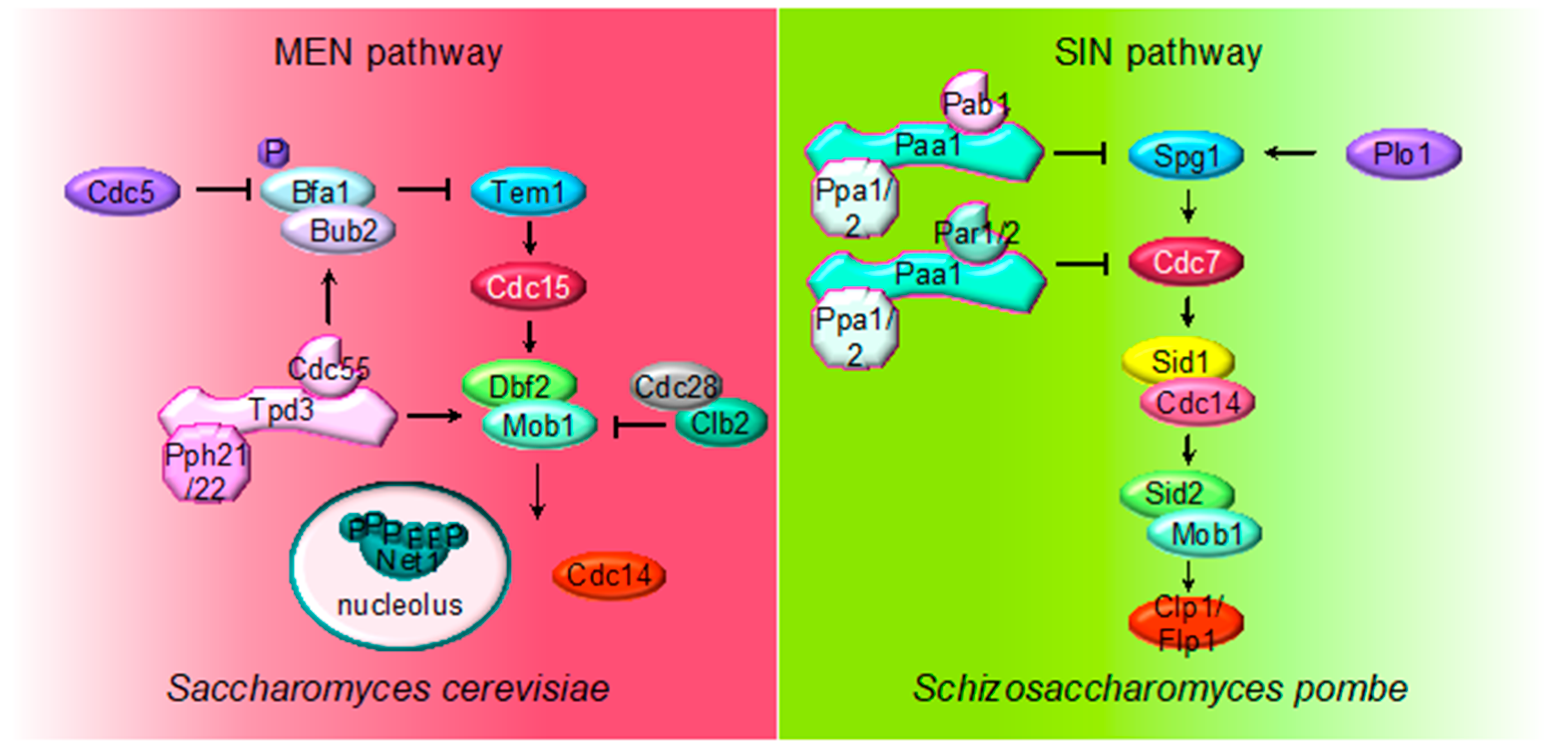 Ijms 21 00264 g003 Ijms 21 00264 g003