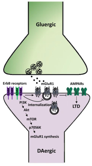 IJMS | Free Full-Text | On The Modulatory Roles Of Neuregulins/ErbB Signaling On Synaptic Plasticity | HTML IJMS | Free Full-Text | On The Modulatory Roles Of Neuregulins/ErbB Signaling On Synaptic Plasticity | HTML