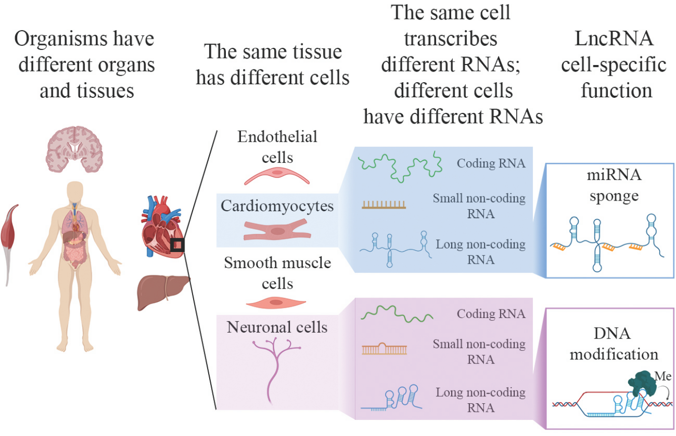 IJMS | Free Full-Text | A Single Cell but Many Different Transcripts: A ...