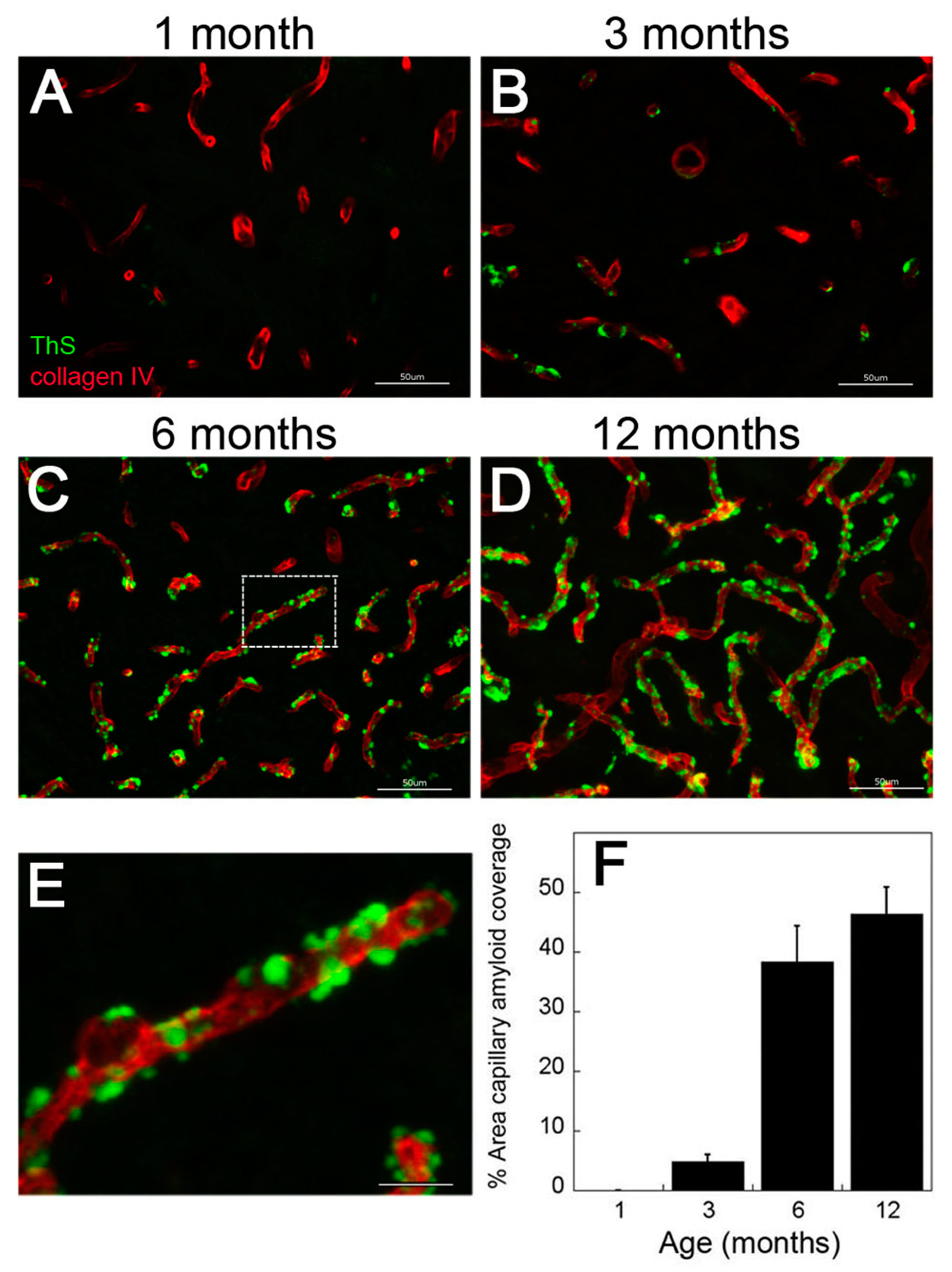 Ijms 21 00303 g002 Ijms 21 00303 g002