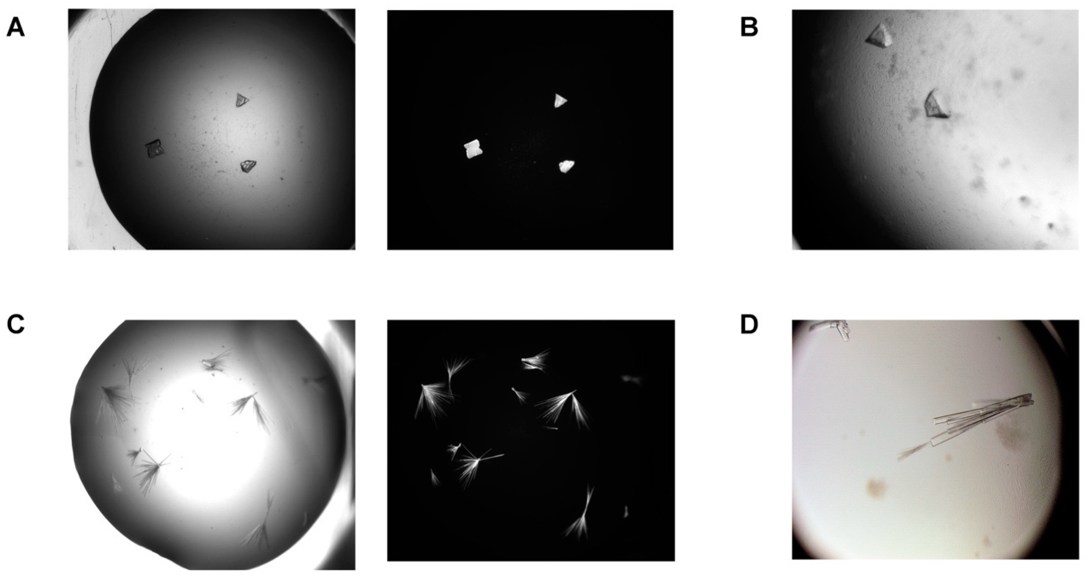 Ijms 21 00308 g002 Ijms 21 00308 g002