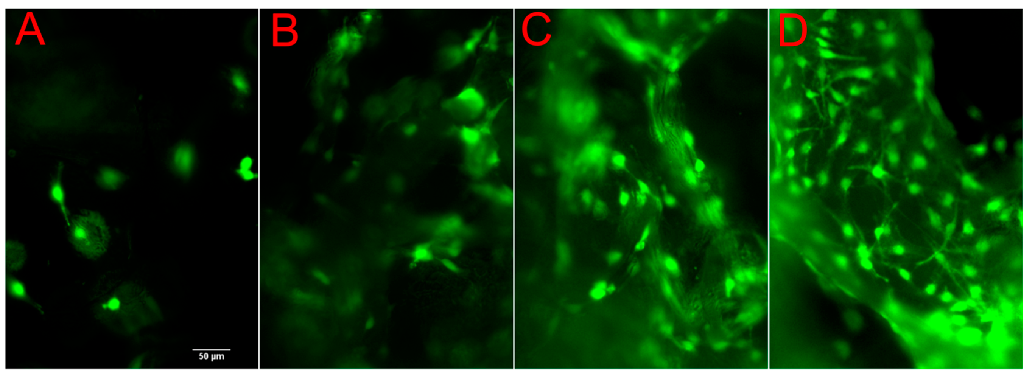 Ijms 21 00315 g004 Ijms 21 00315 g004