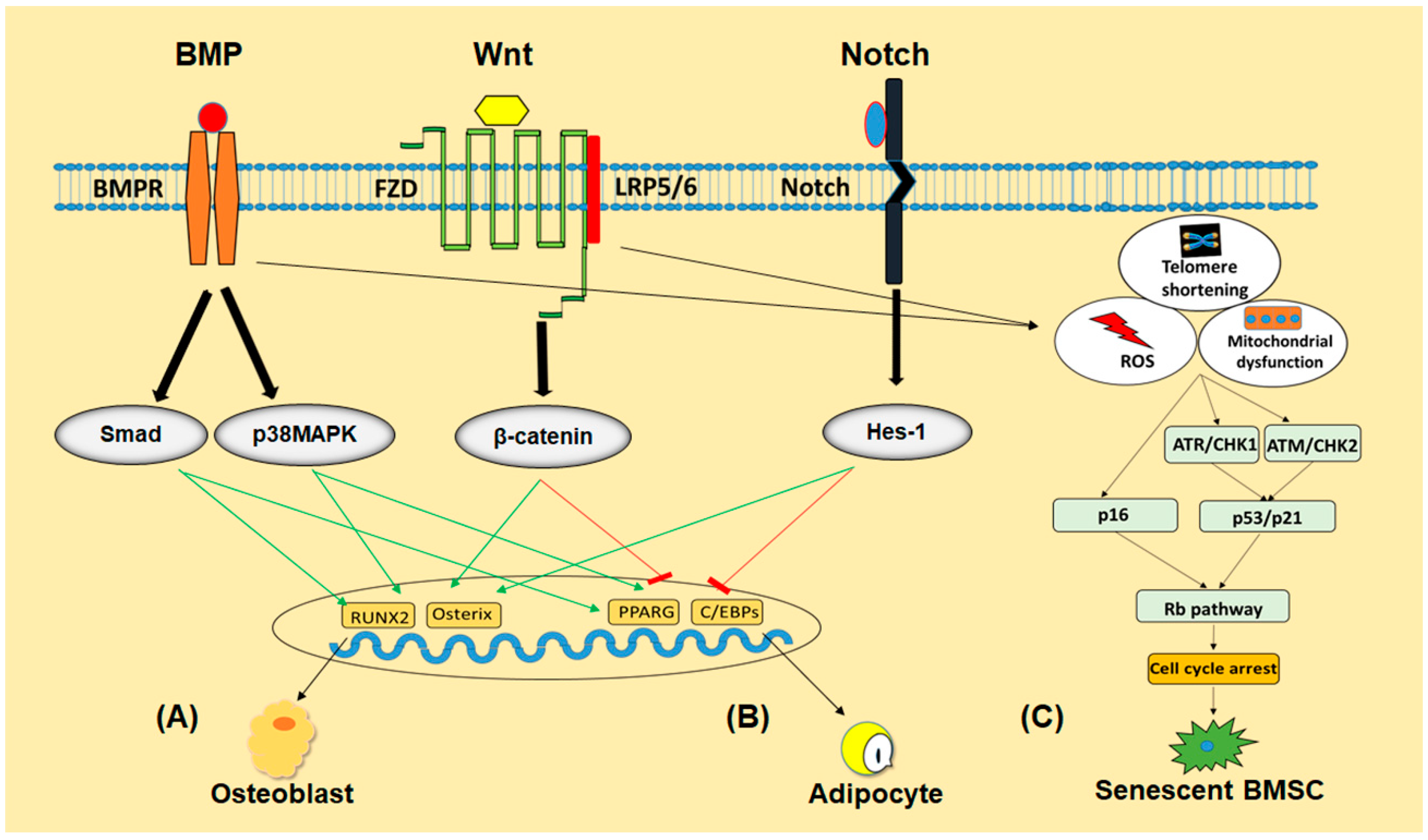 Ijms 21 00349 g002 Ijms 21 00349 g002