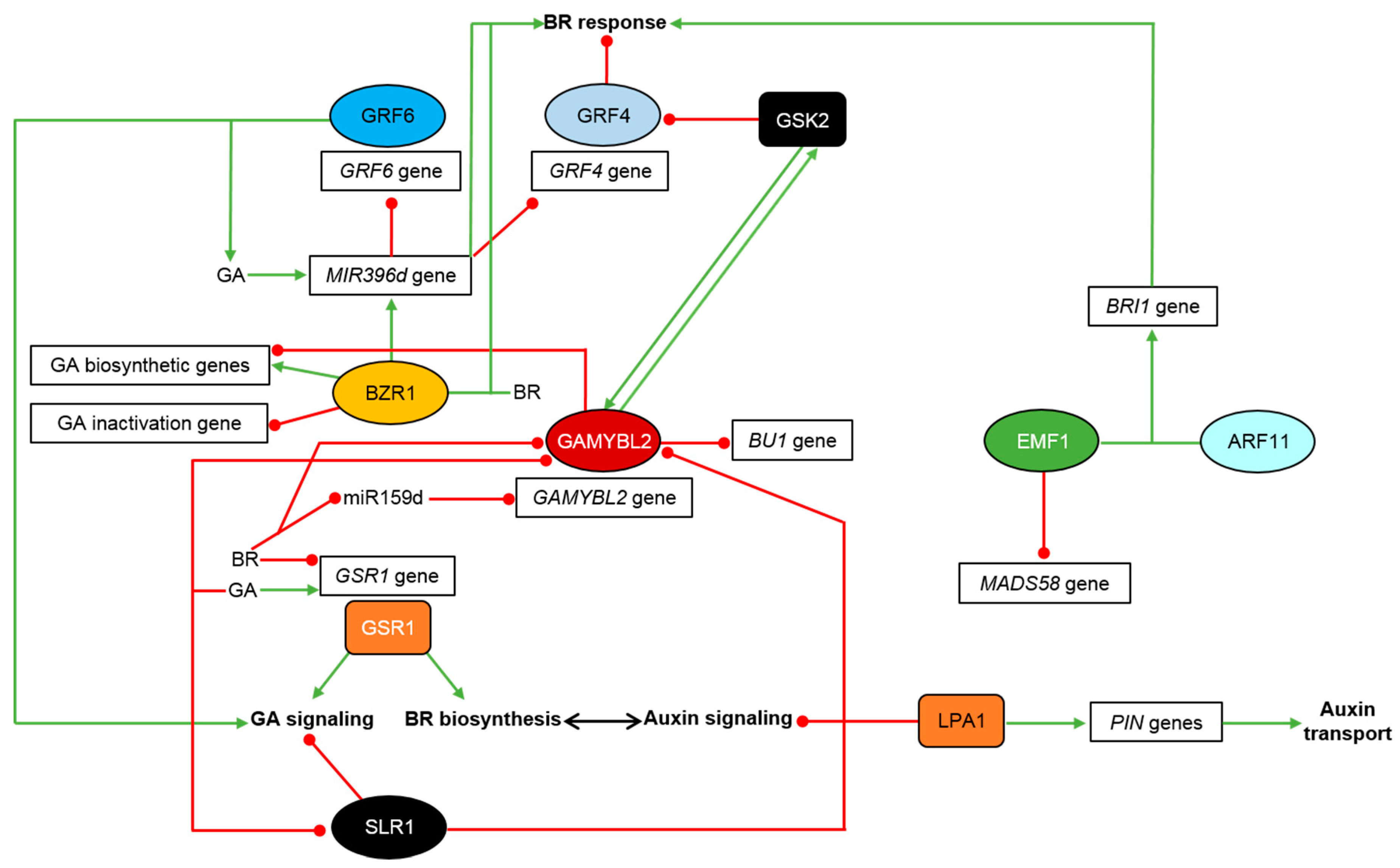 Ijms 21 00354 g003 Ijms 21 00354 g003