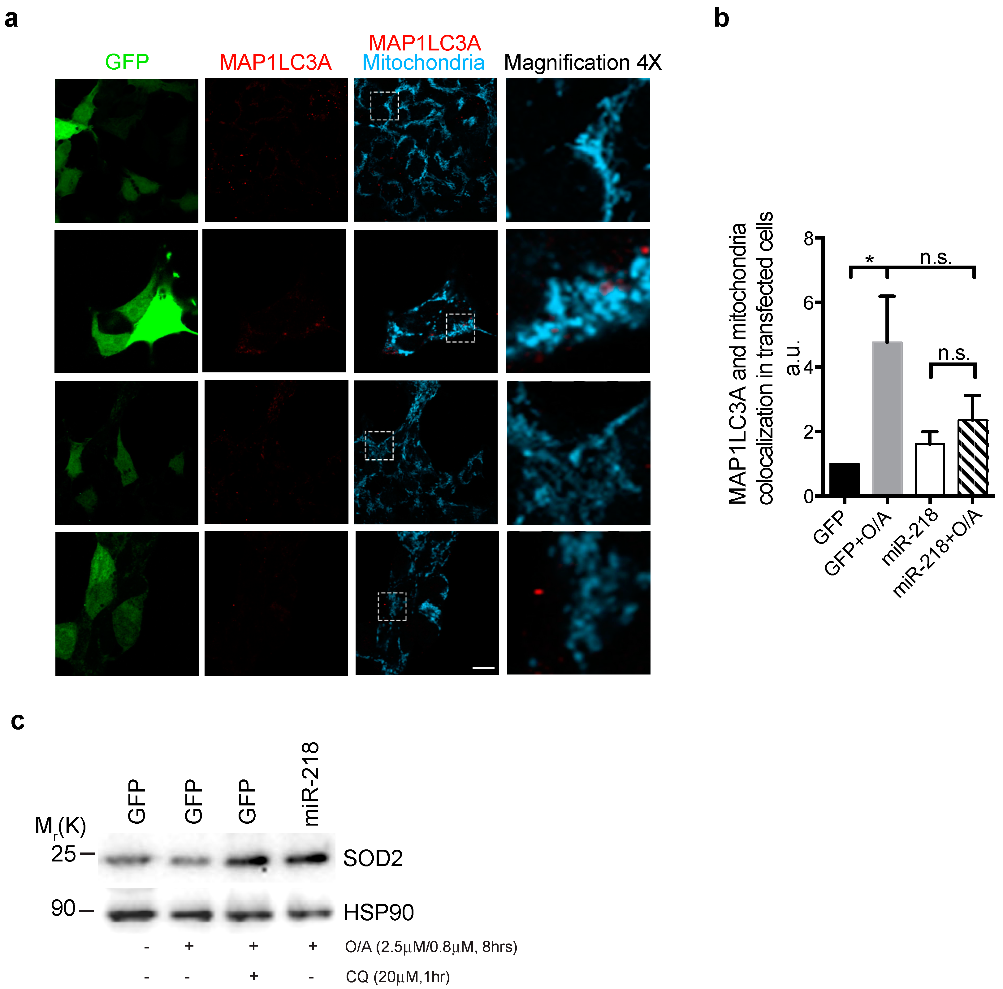 Ijms 21 00355 g004 Ijms 21 00355 g004