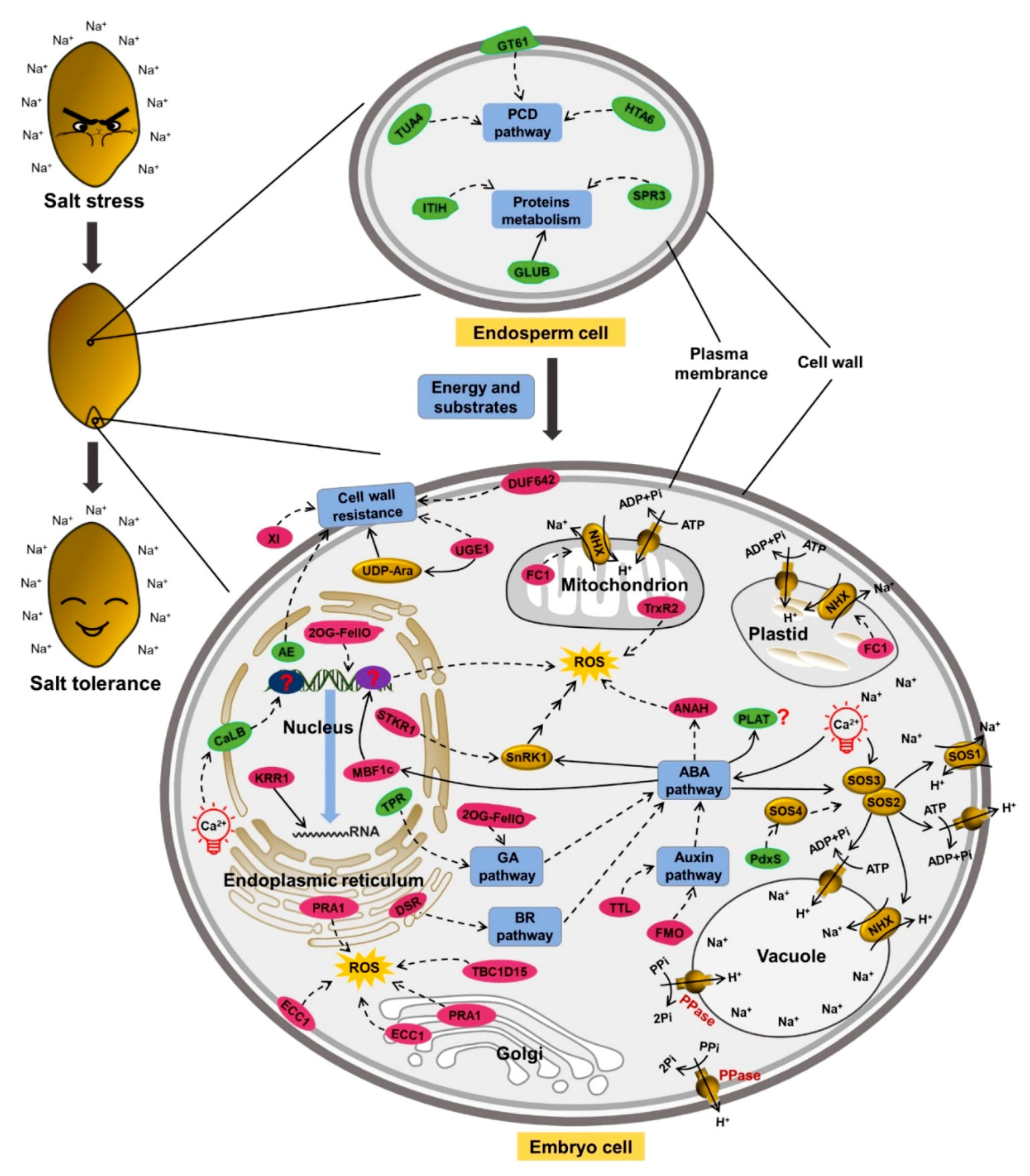 Ijms 21 00359 g007 Ijms 21 00359 g007