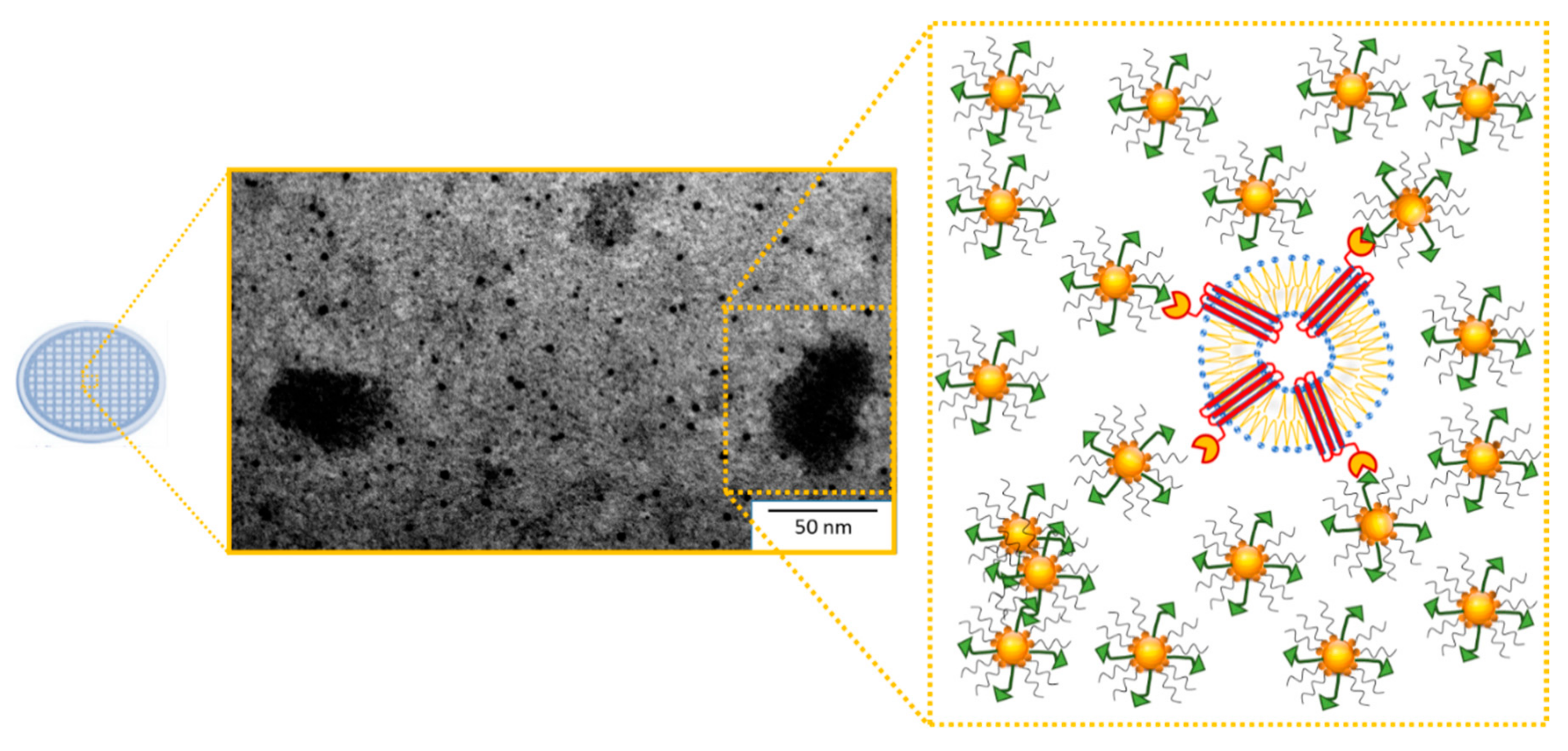 Ijms 21 00367 g003 Ijms 21 00367 g003