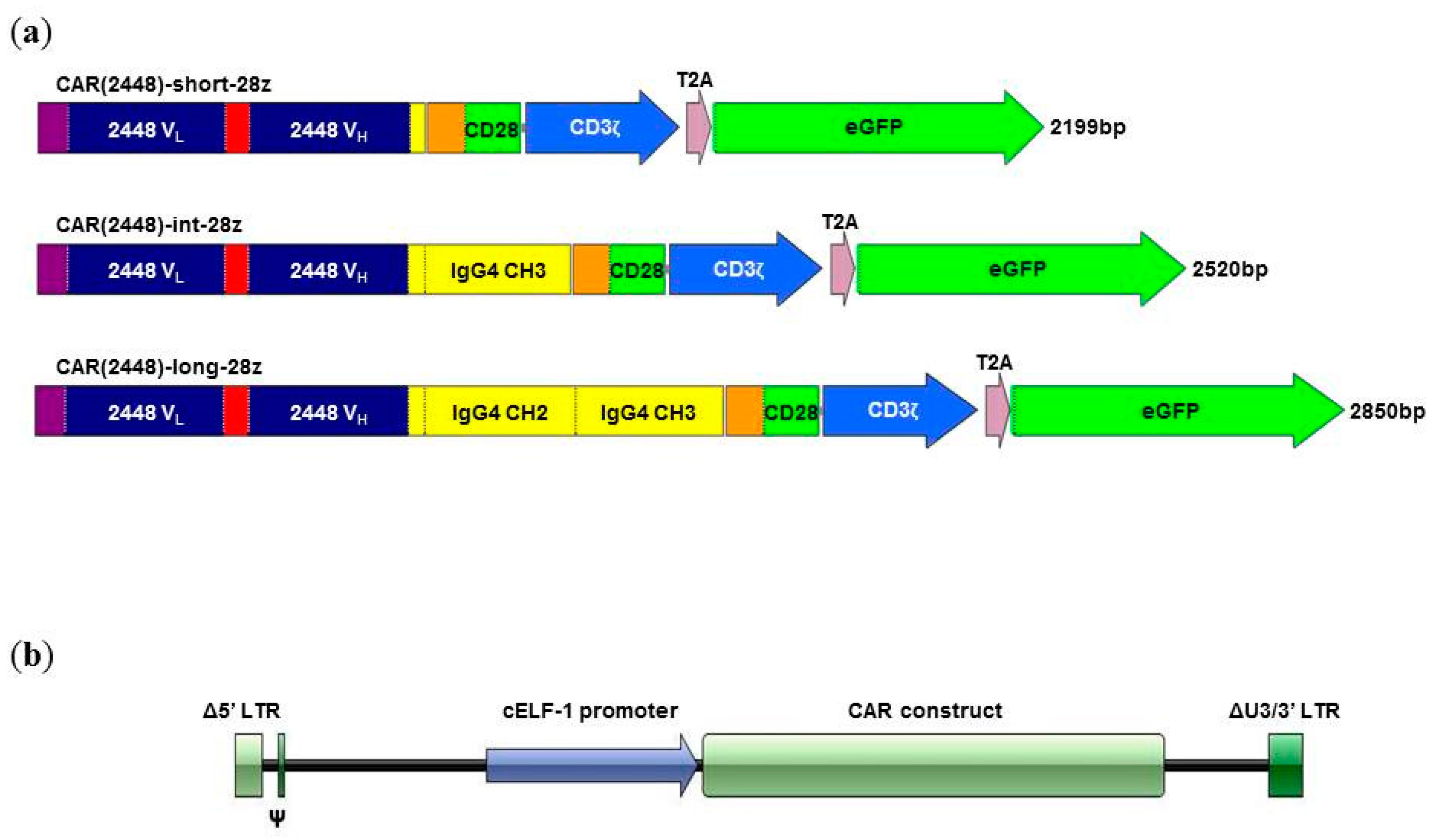 Ijms Free Full Text Preclinical Activity Of Embryonic Annexin