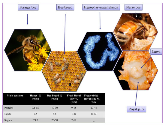 IJMS | Free Full-Text | New Insights into the Biological and Pharmaceutical  Properties of Royal Jelly