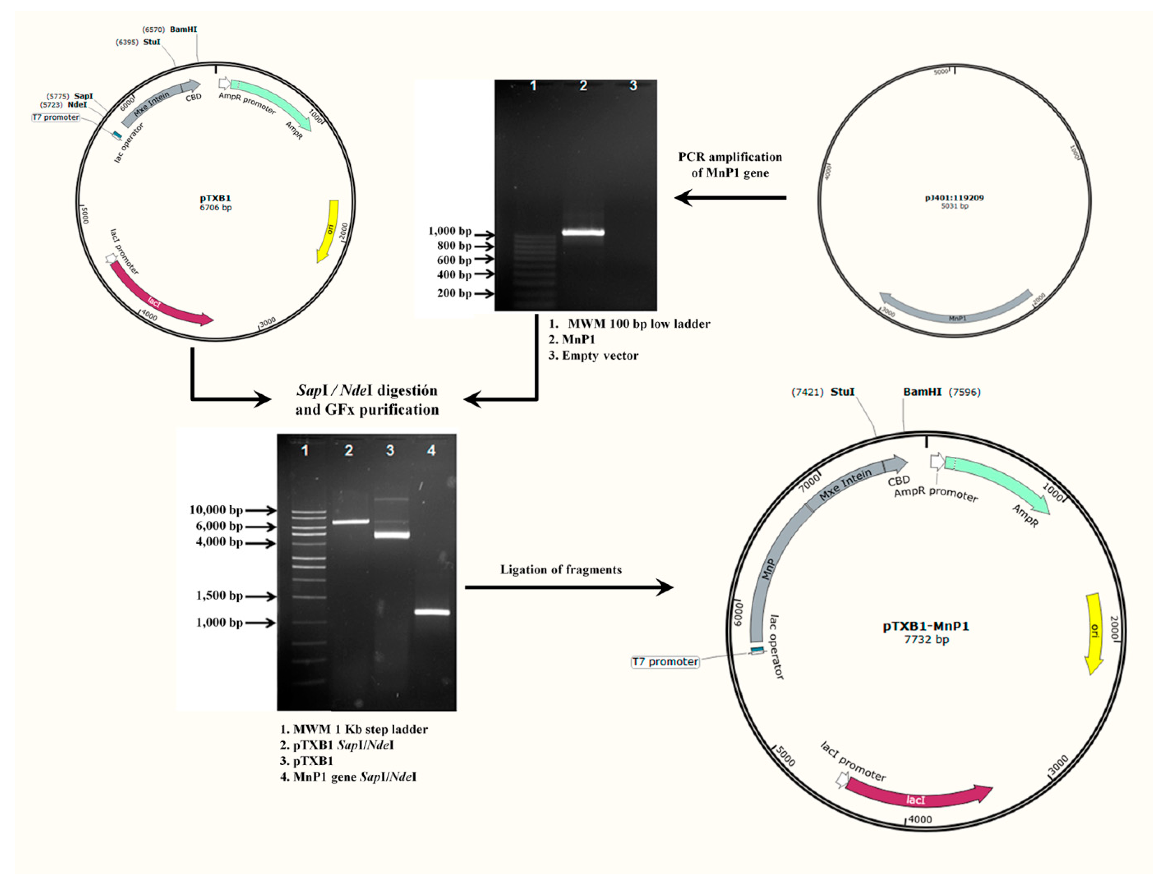 Ijms 21 00416 g001 Ijms 21 00416 g001