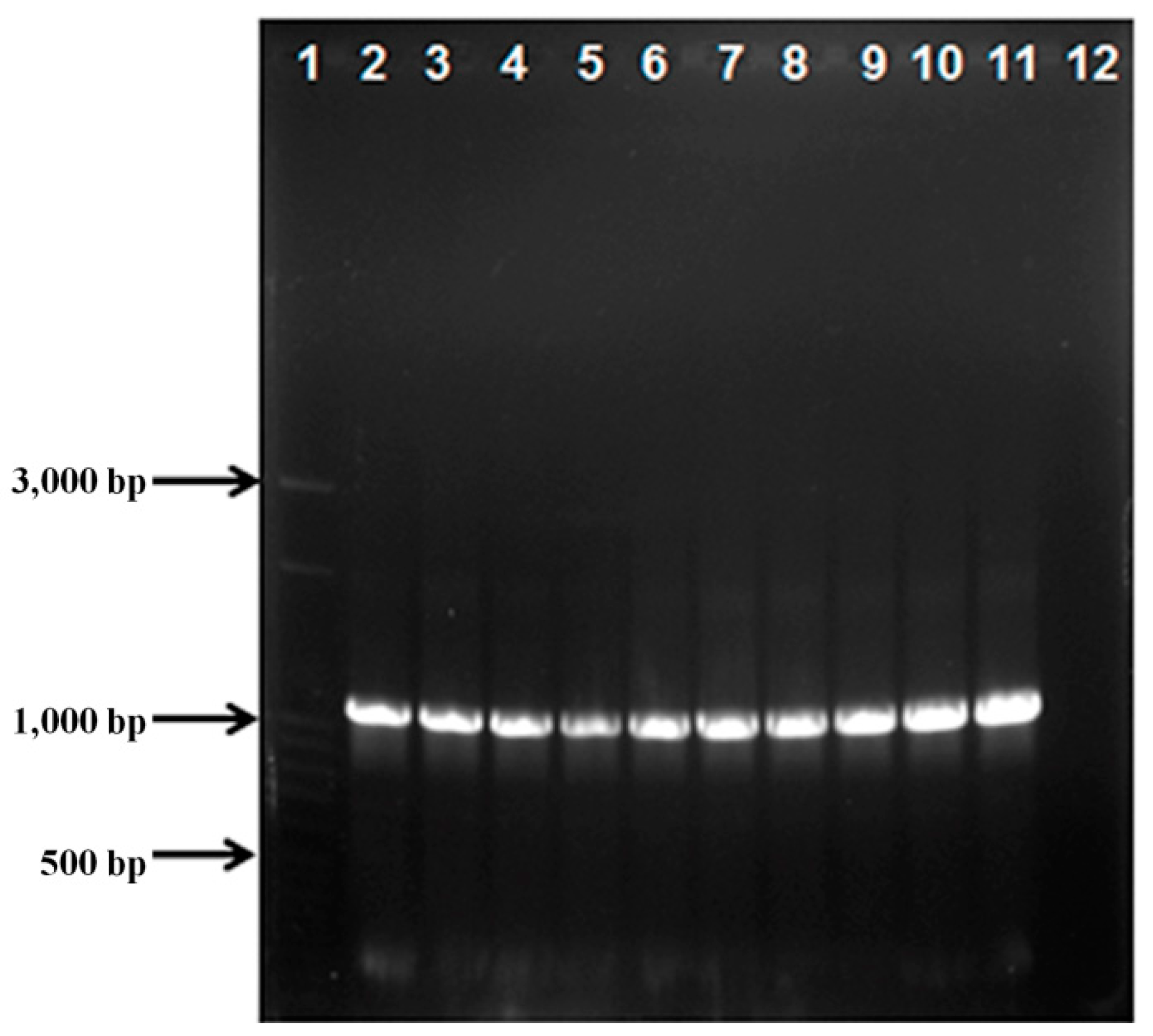 Ijms 21 00416 g002 Ijms 21 00416 g002