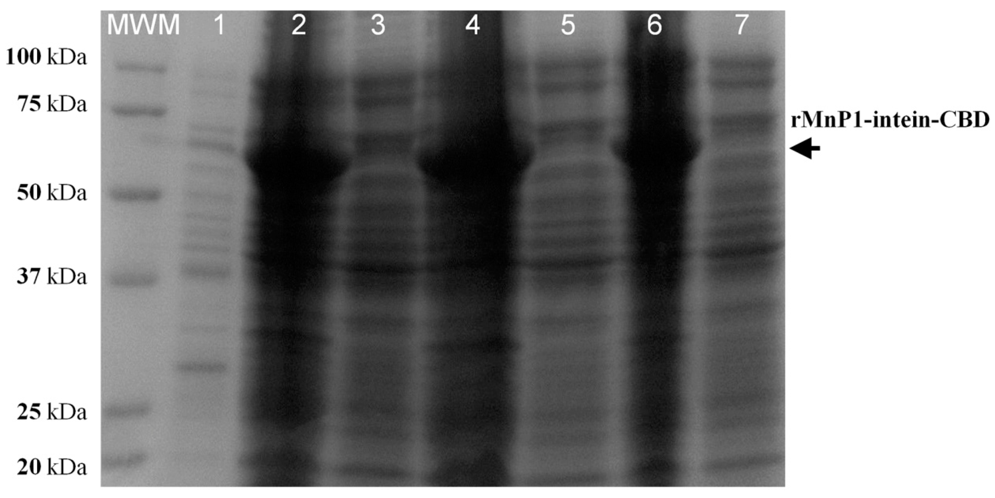 Ijms 21 00416 g003 Ijms 21 00416 g003