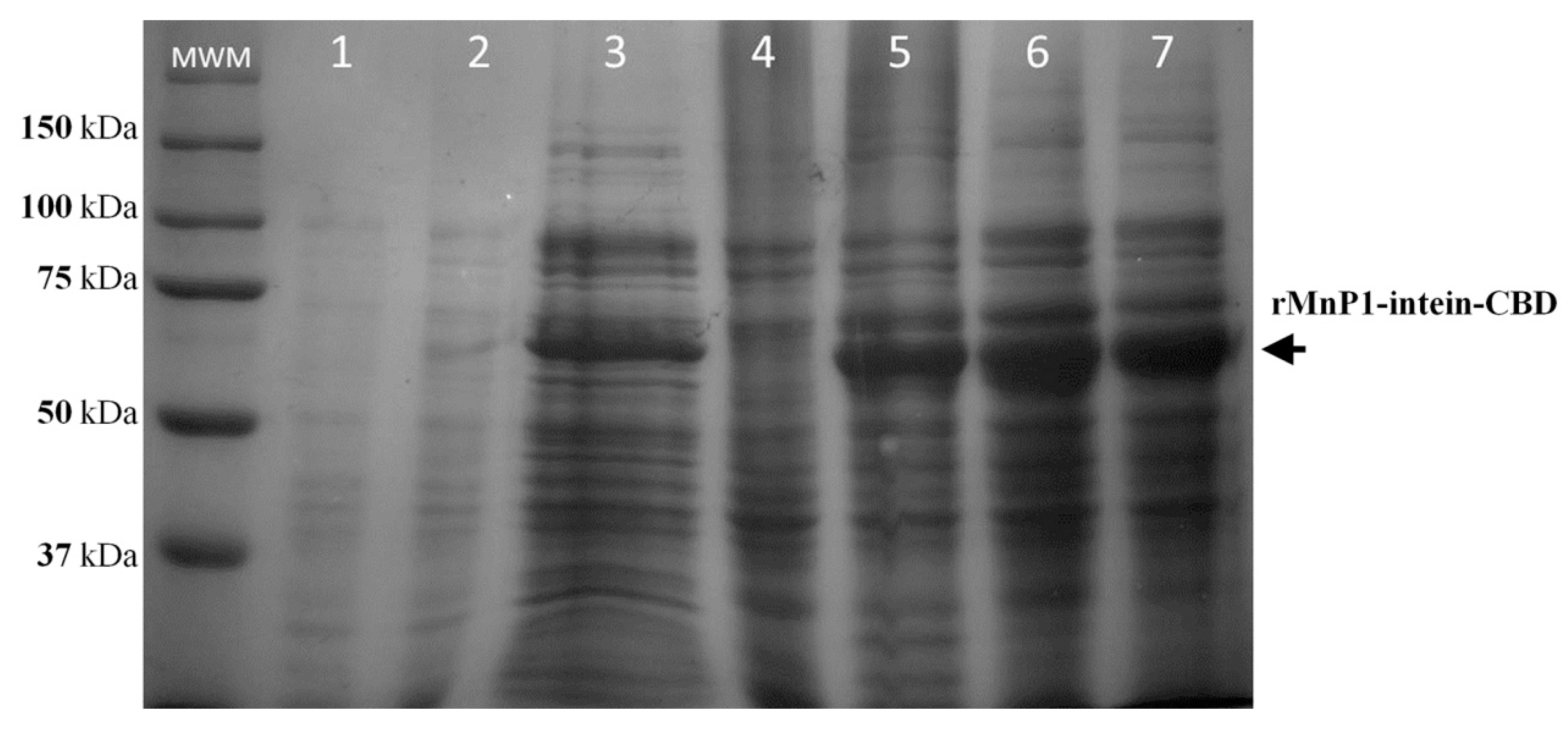 Ijms 21 00416 g004 Ijms 21 00416 g004