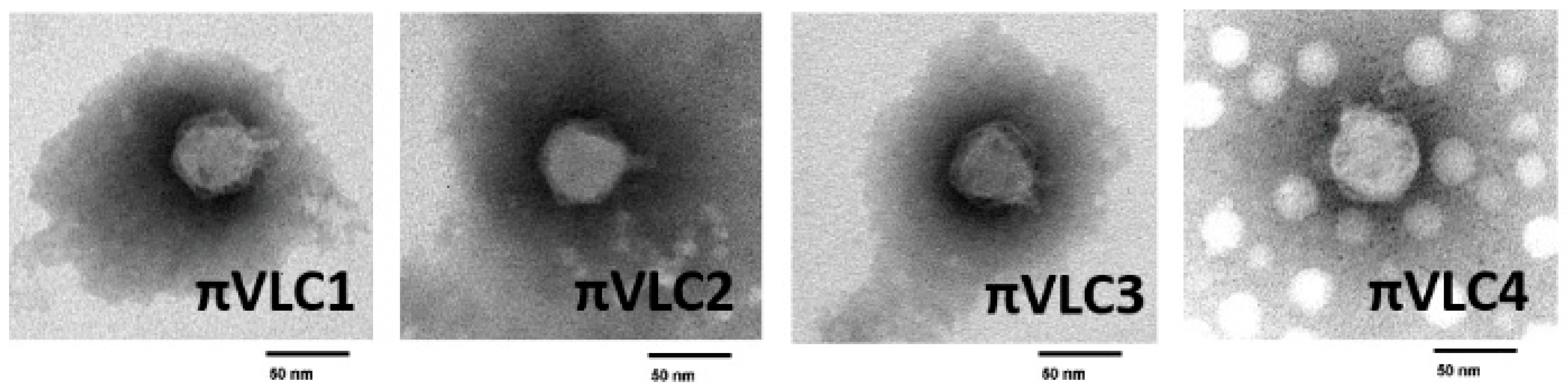 Ijms 21 00425 g003 Ijms 21 00425 g003