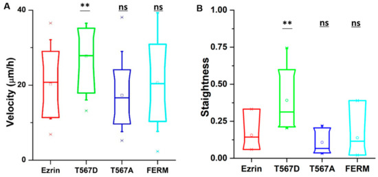 BudgetSensors® SiNi AFM probes used to examine cell stiffness. - news