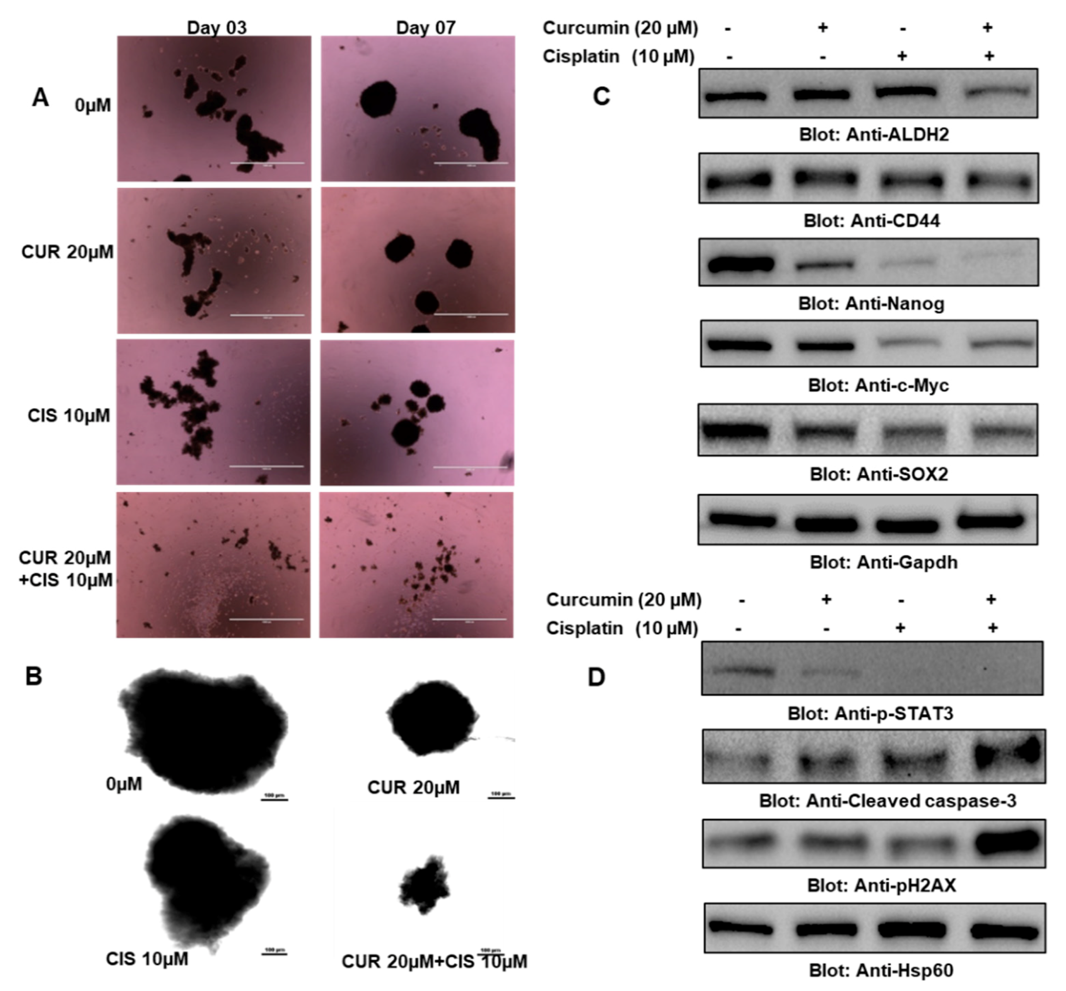 Ijms 21 00438 g009 Ijms 21 00438 g009
