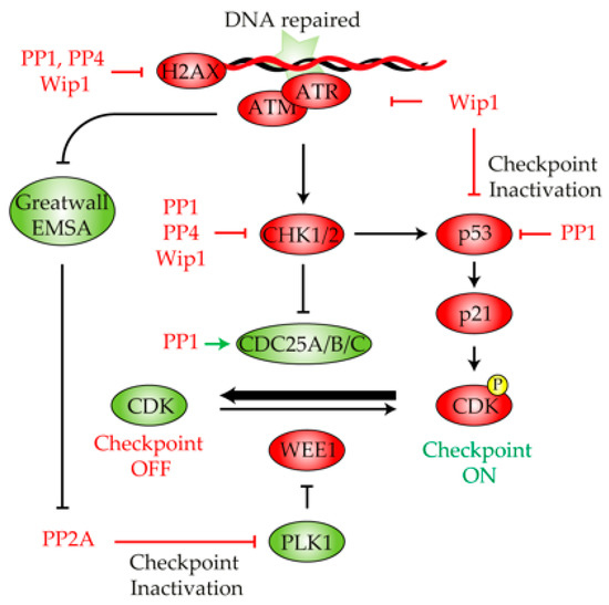 Cell Cycle and DNA Repair Regulation in the Damage Response: Protein ...