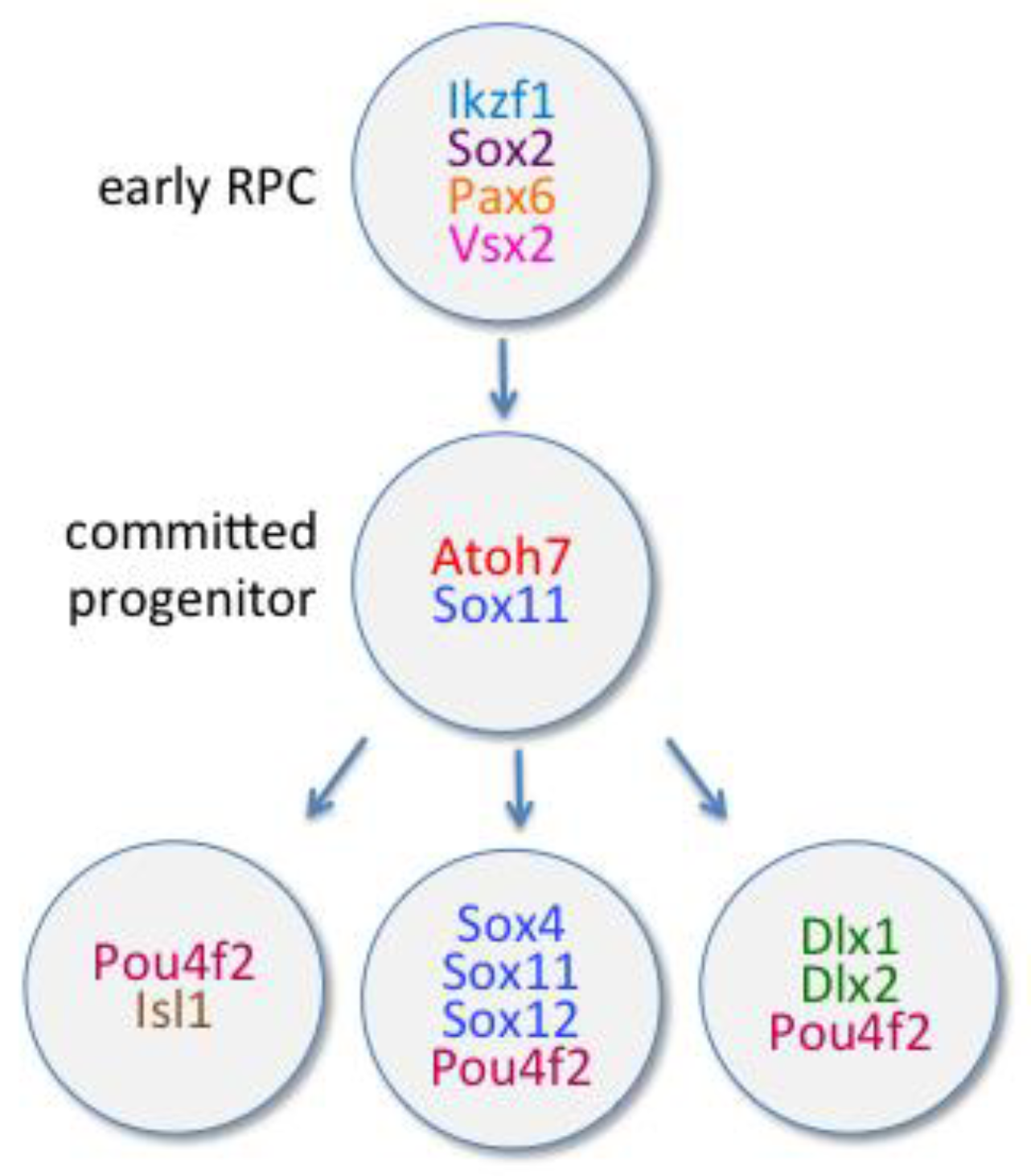 Ijms 21 00451 g002 Ijms 21 00451 g002