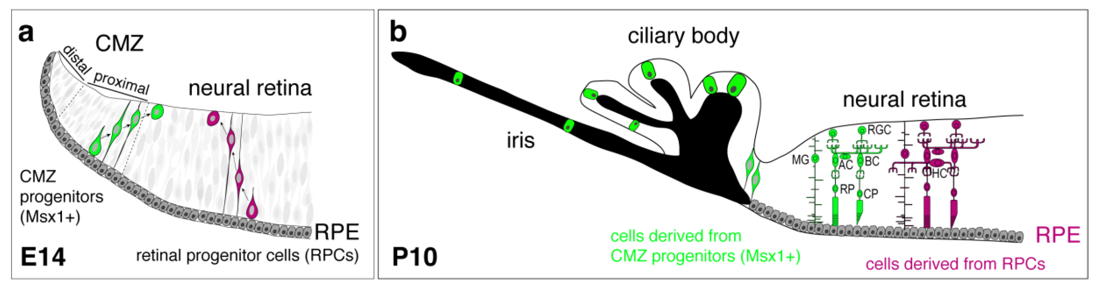 Ijms 21 00451 g003 Ijms 21 00451 g003