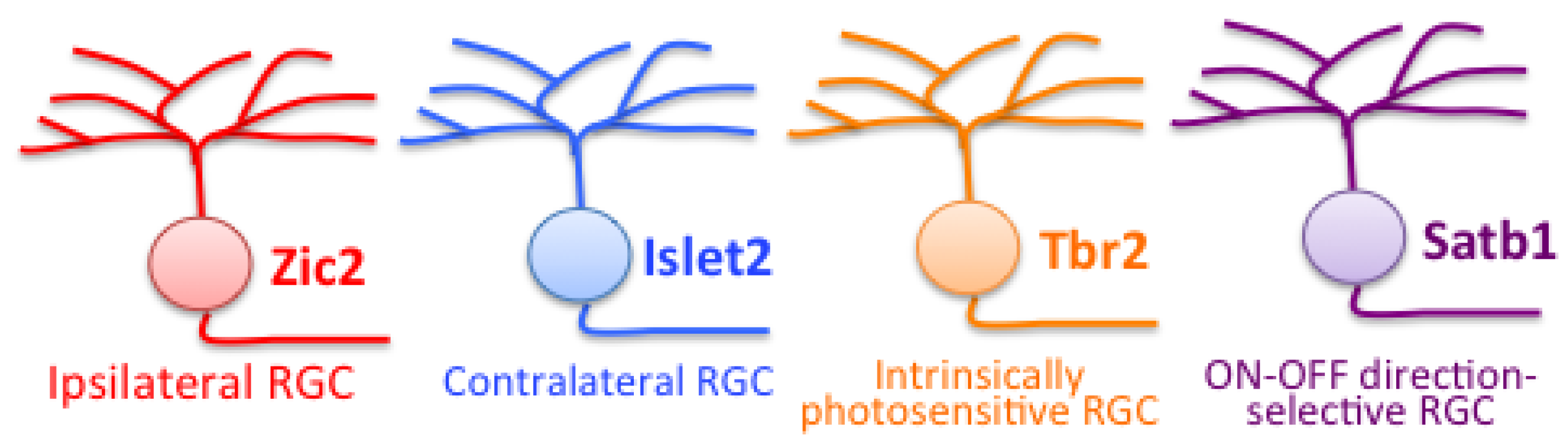 Ijms 21 00451 g005 Ijms 21 00451 g005