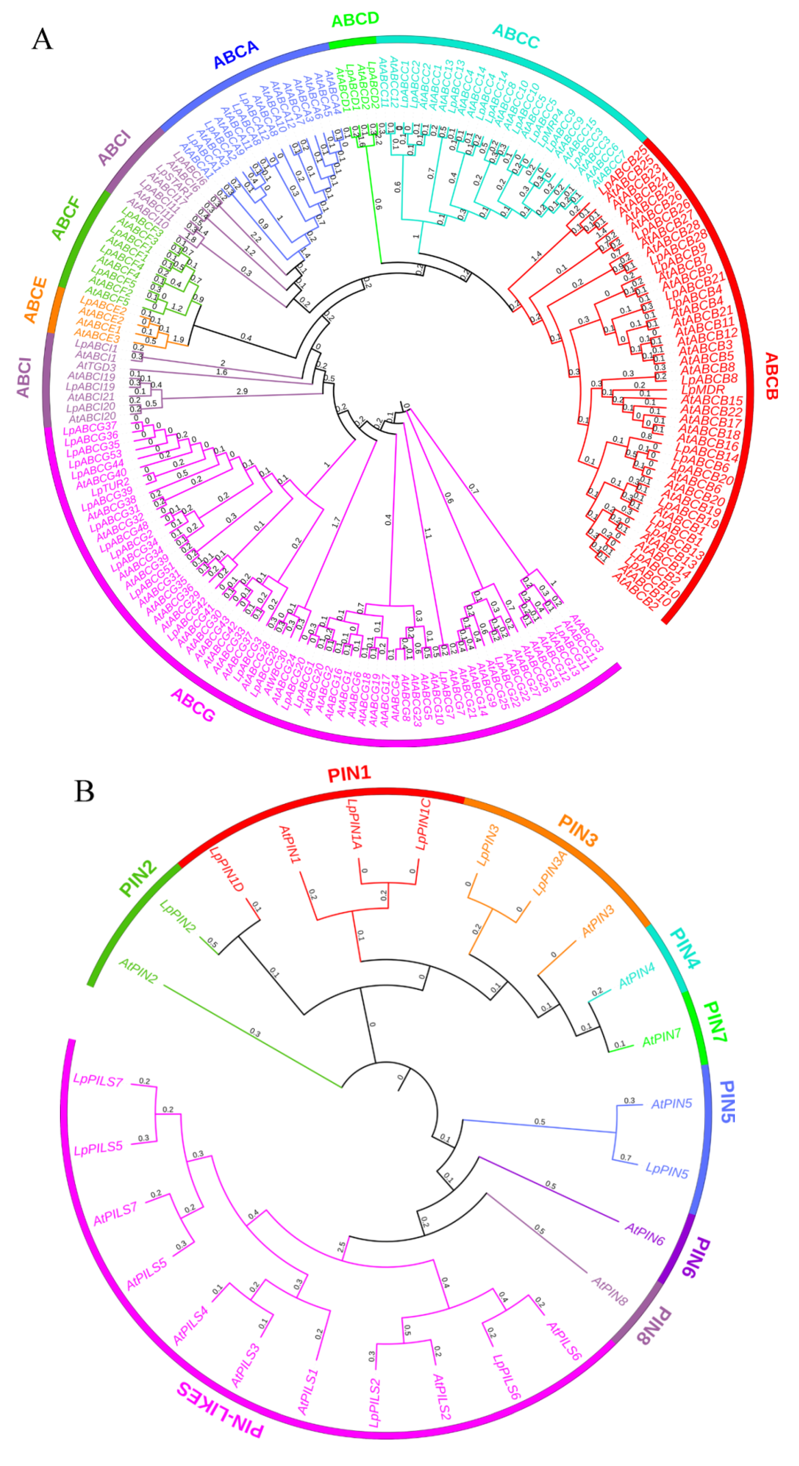 Ijms Free Full Text Full Length Transcriptome Analysis Of The Abcb Pin Pin Likes And Aux Lax Families Involved In Somatic Embryogenesis Of Lilium Pumilum Dc Fisch Html