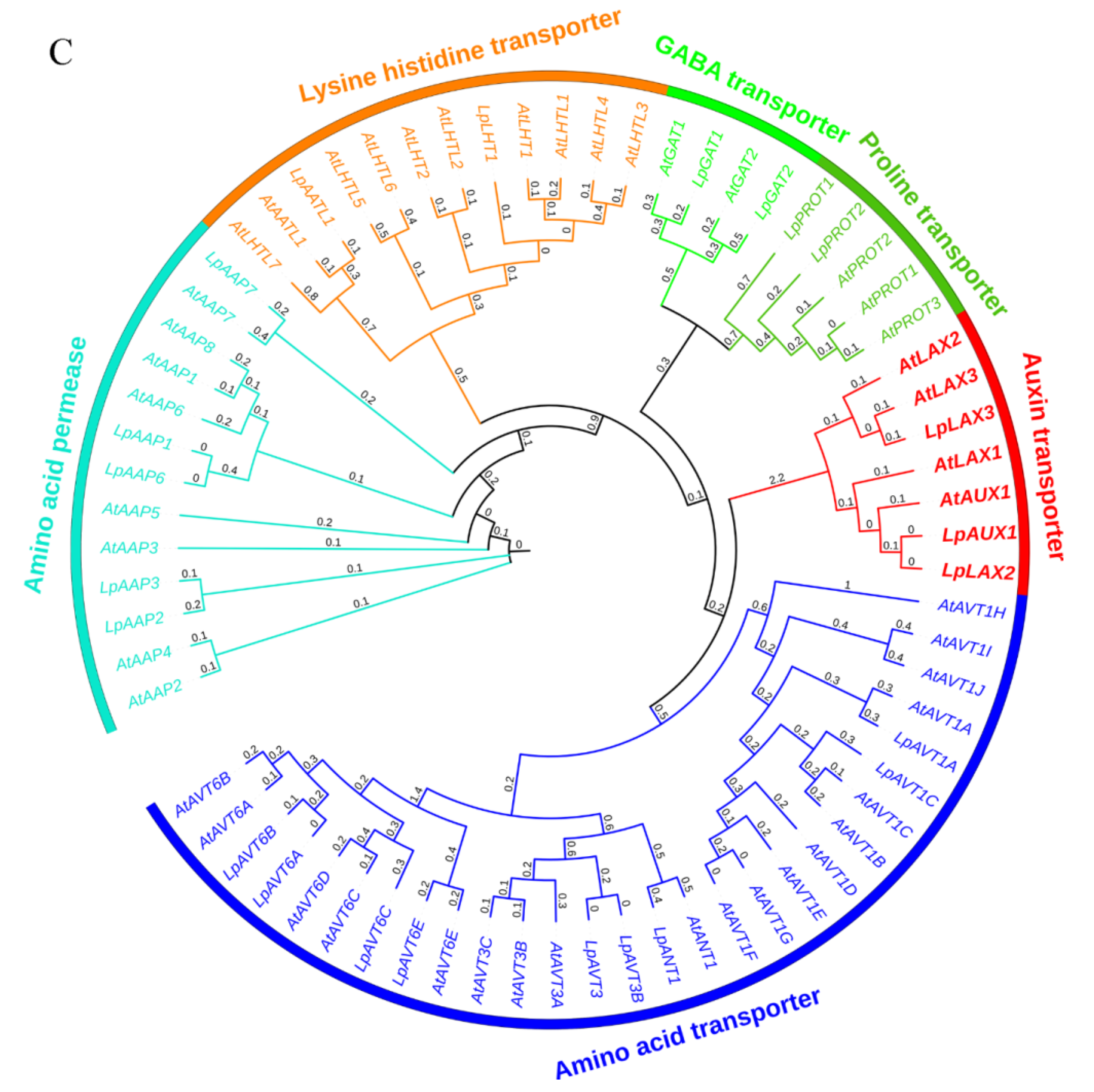 Ijms Free Full Text Full Length Transcriptome Analysis Of The Abcb Pin Pin Likes And Aux Lax Families Involved In Somatic Embryogenesis Of Lilium Pumilum Dc Fisch Html